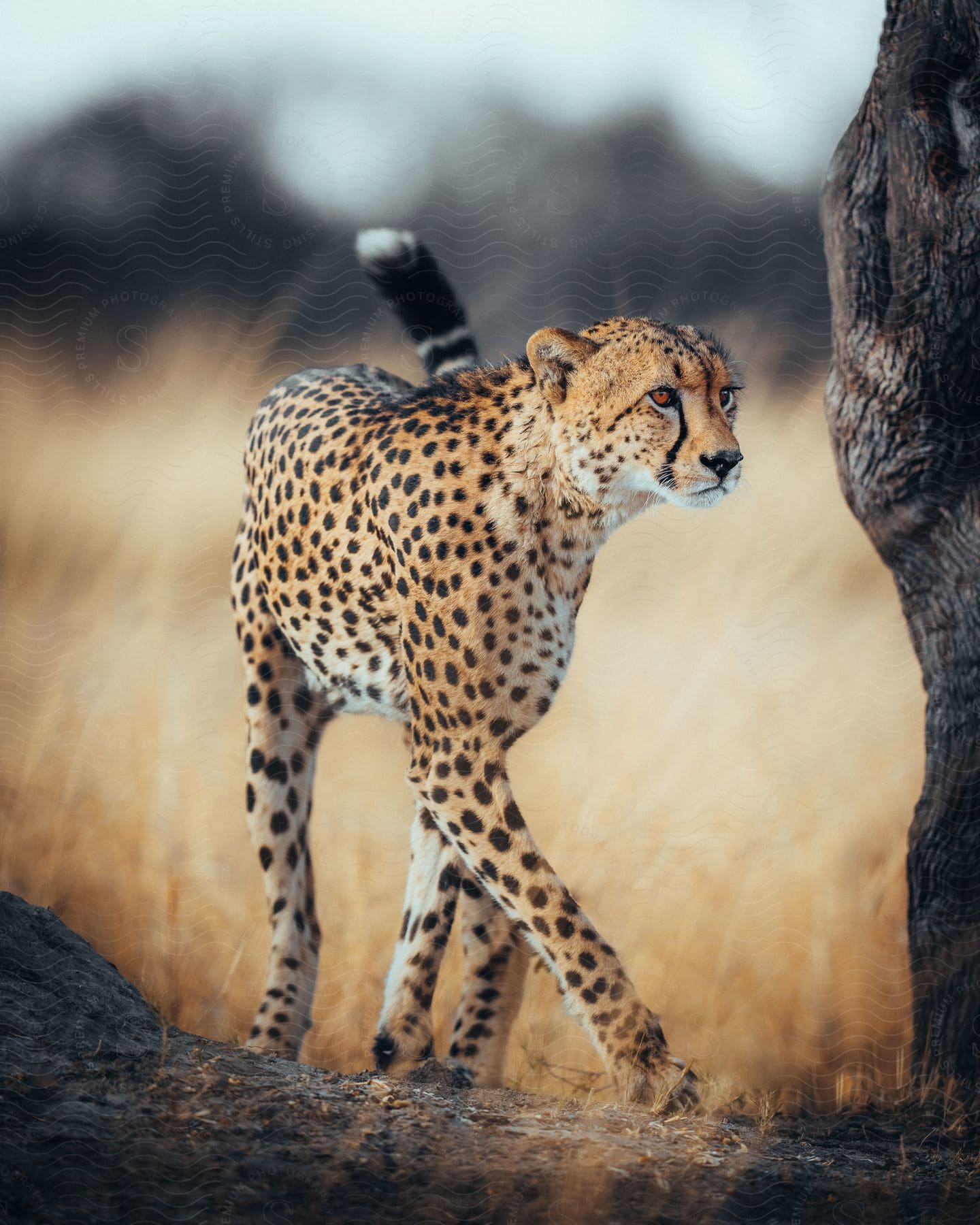 Cheetah walking near a tree in the savanna surrounded by yellow dry grass