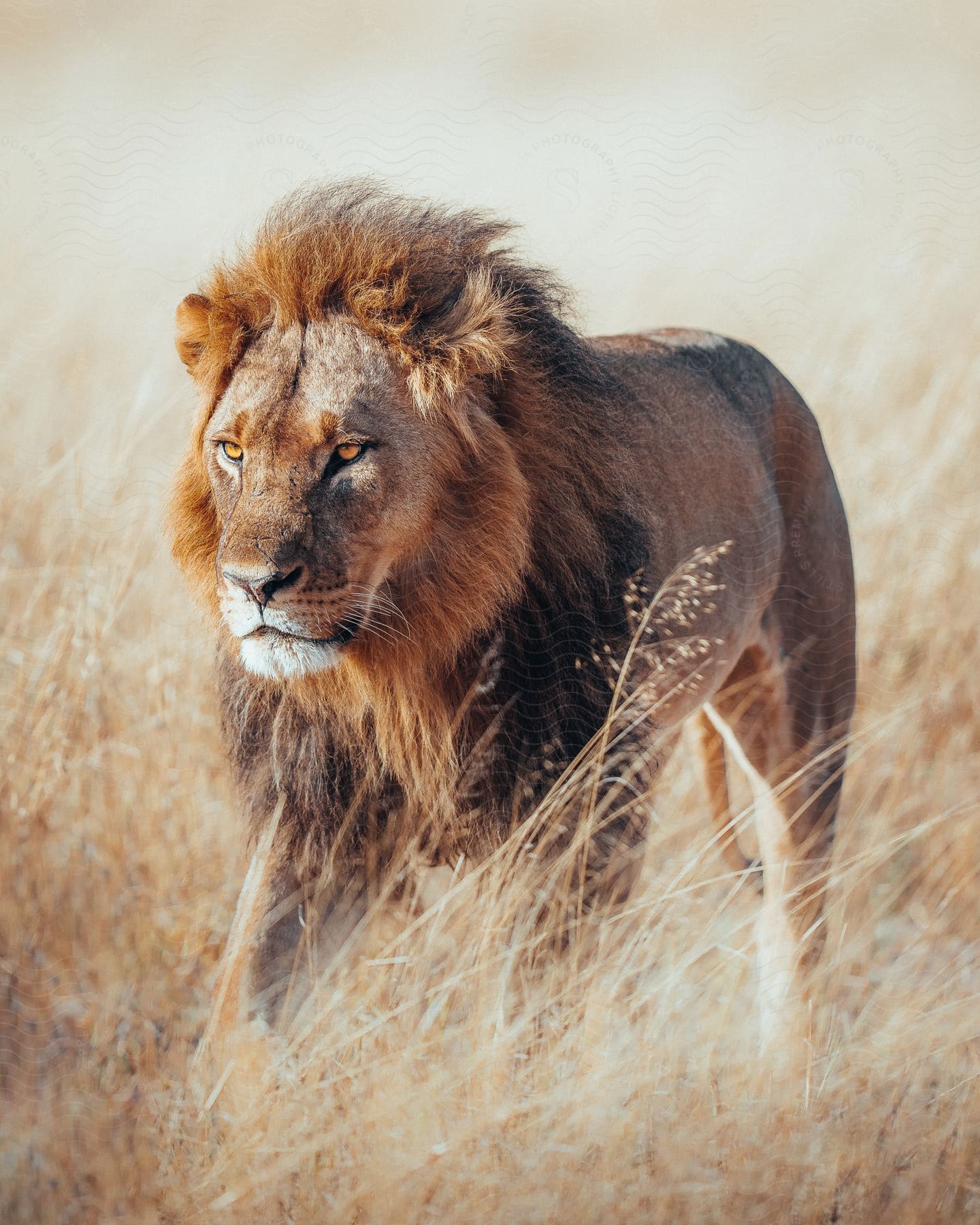 A lion walks through a field of tall grass and vegetation under a bright sun