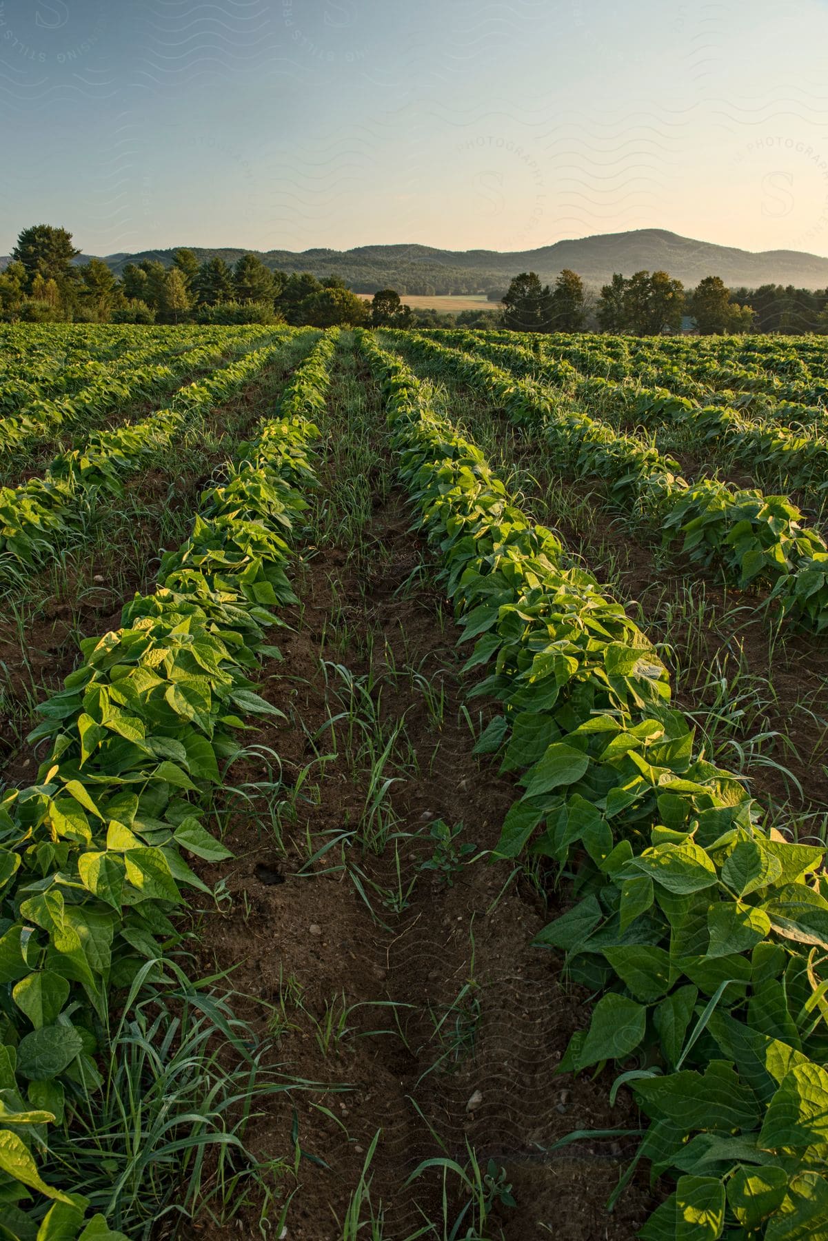 Plants growing in a field at reber rock farm essex ny