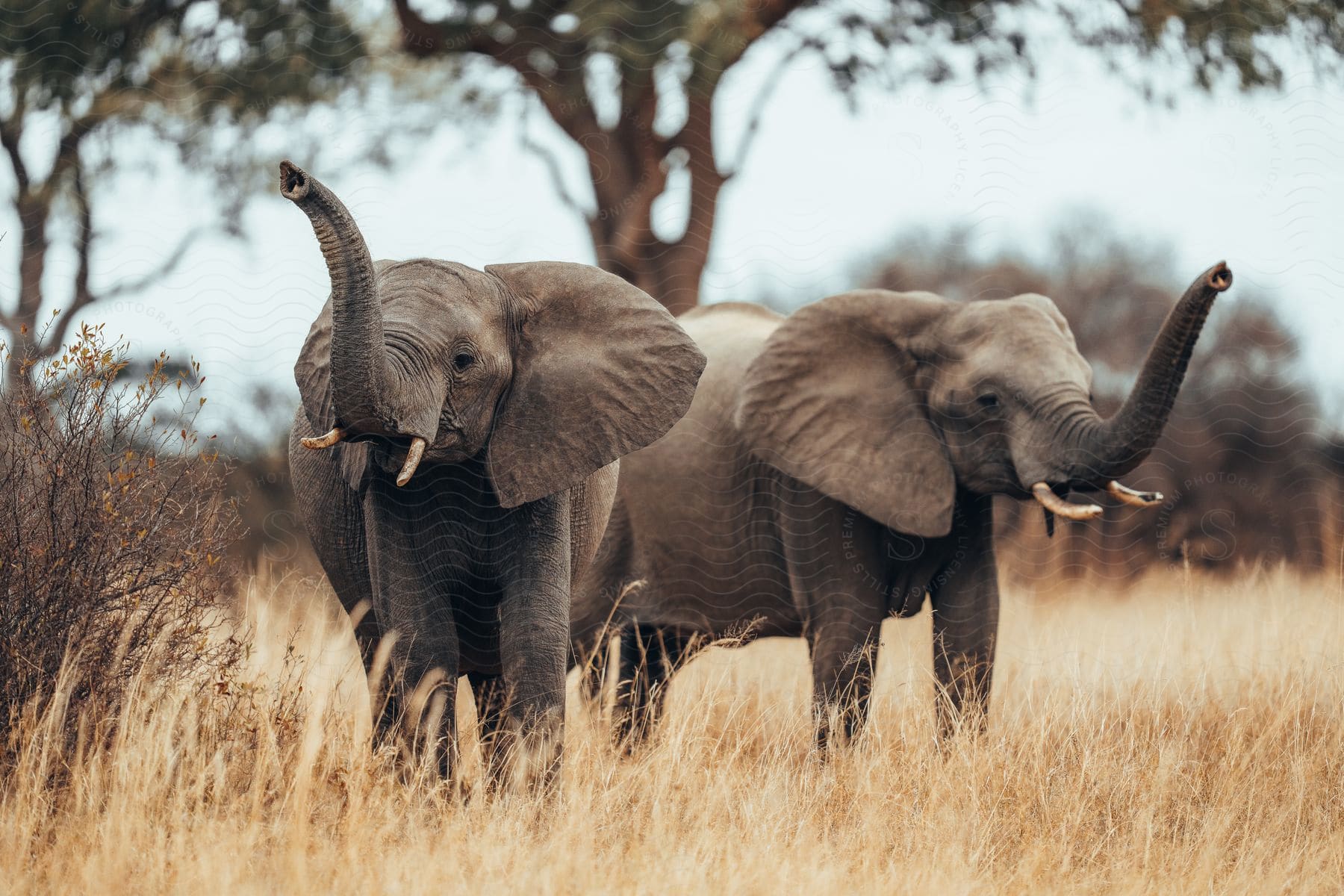 Two elephants standing in a field of tall dry grass near trees with their trunks in the air