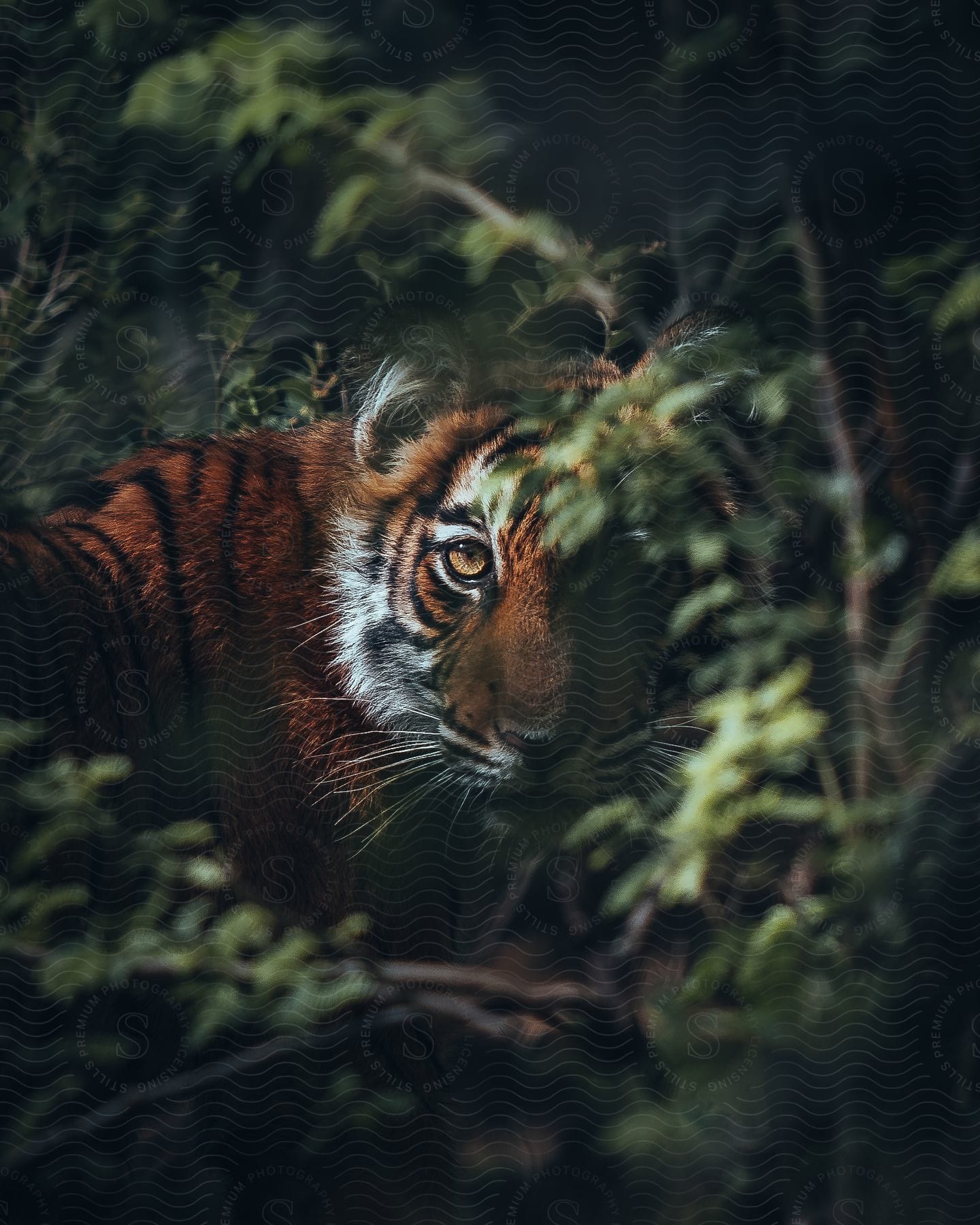 A tiger resting in a forest looking at something in the distance