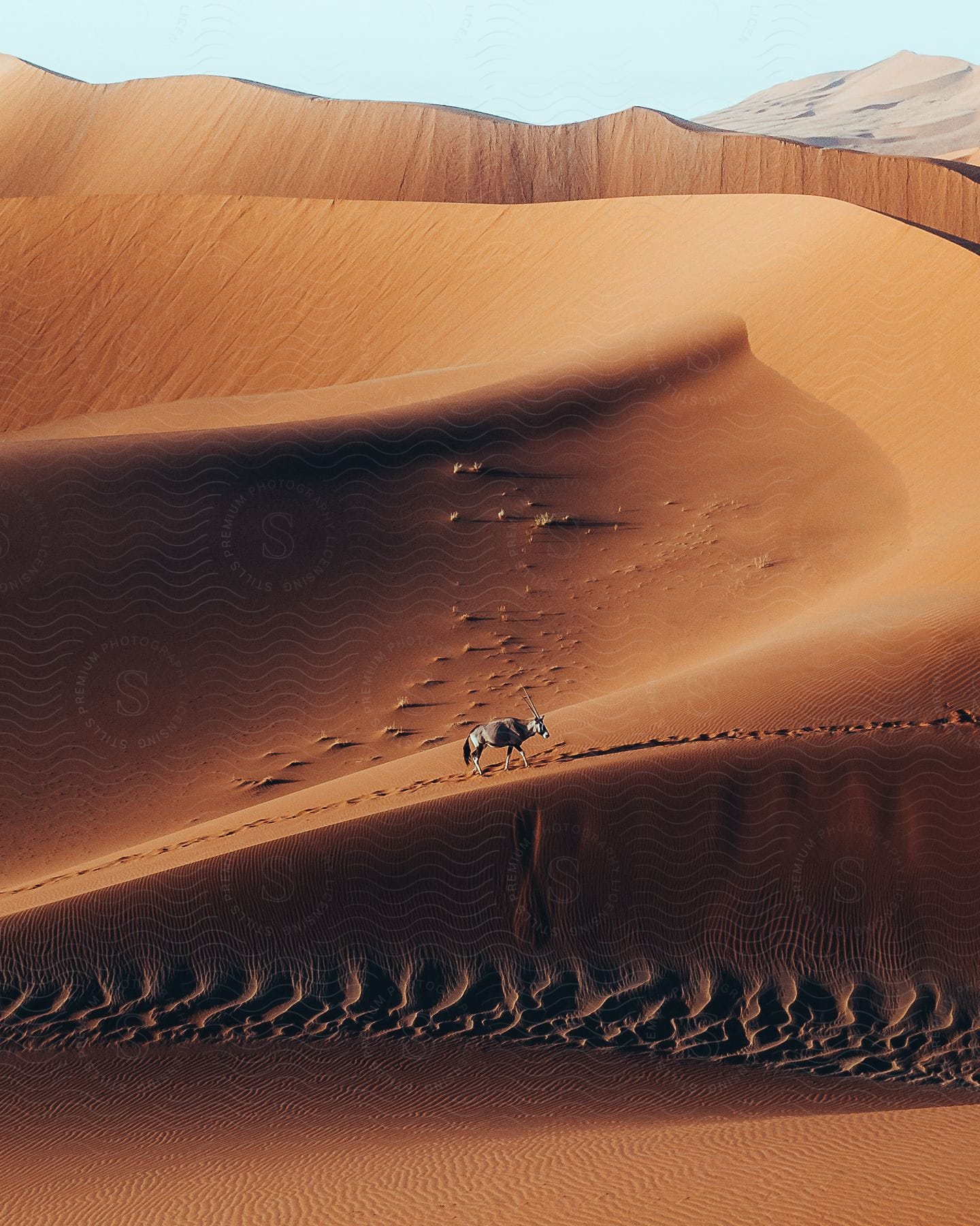 A wild gemsbok gazelle walking in the desert