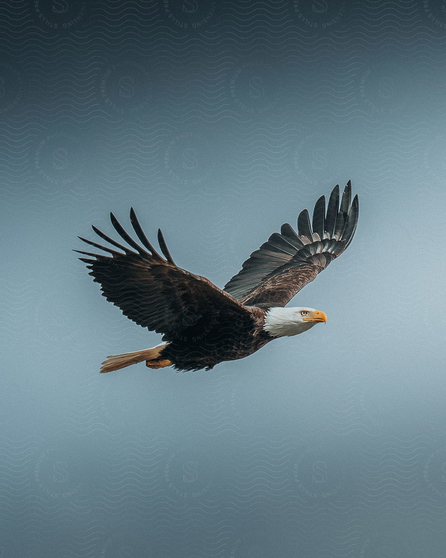 Eagle flying against cloudy sky