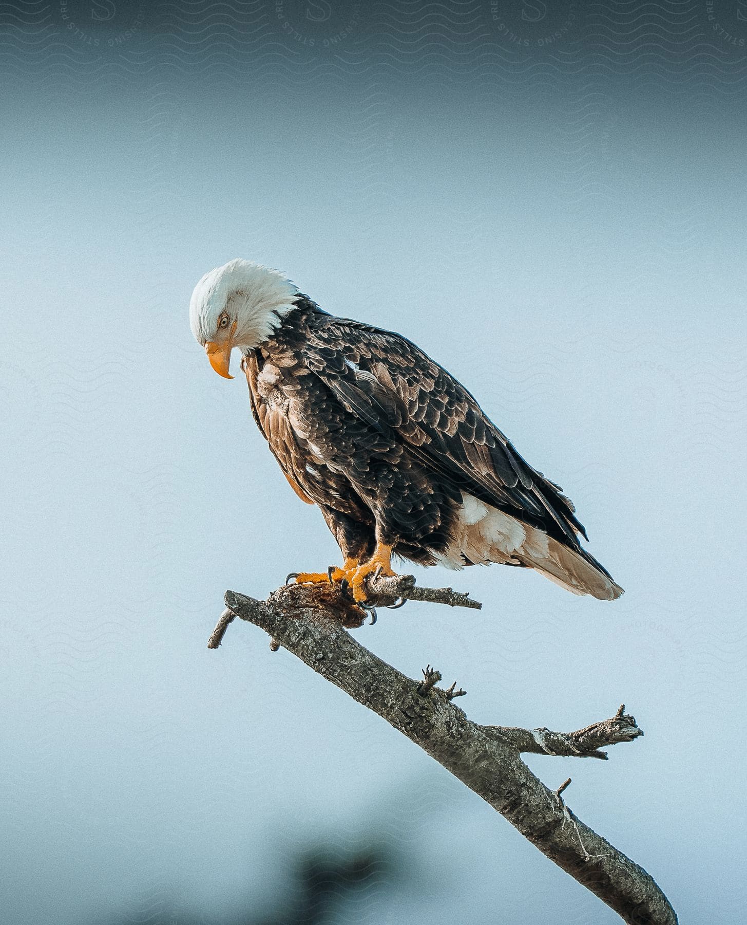 Eagle perched on a branch outdoors