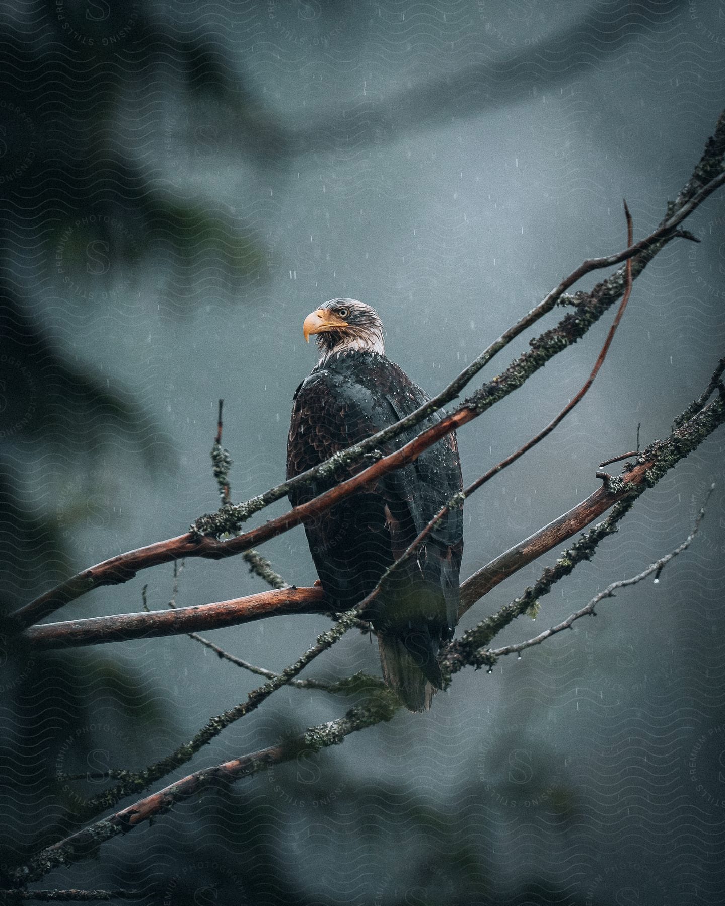 An eagle perches on a tree branch as snow falls