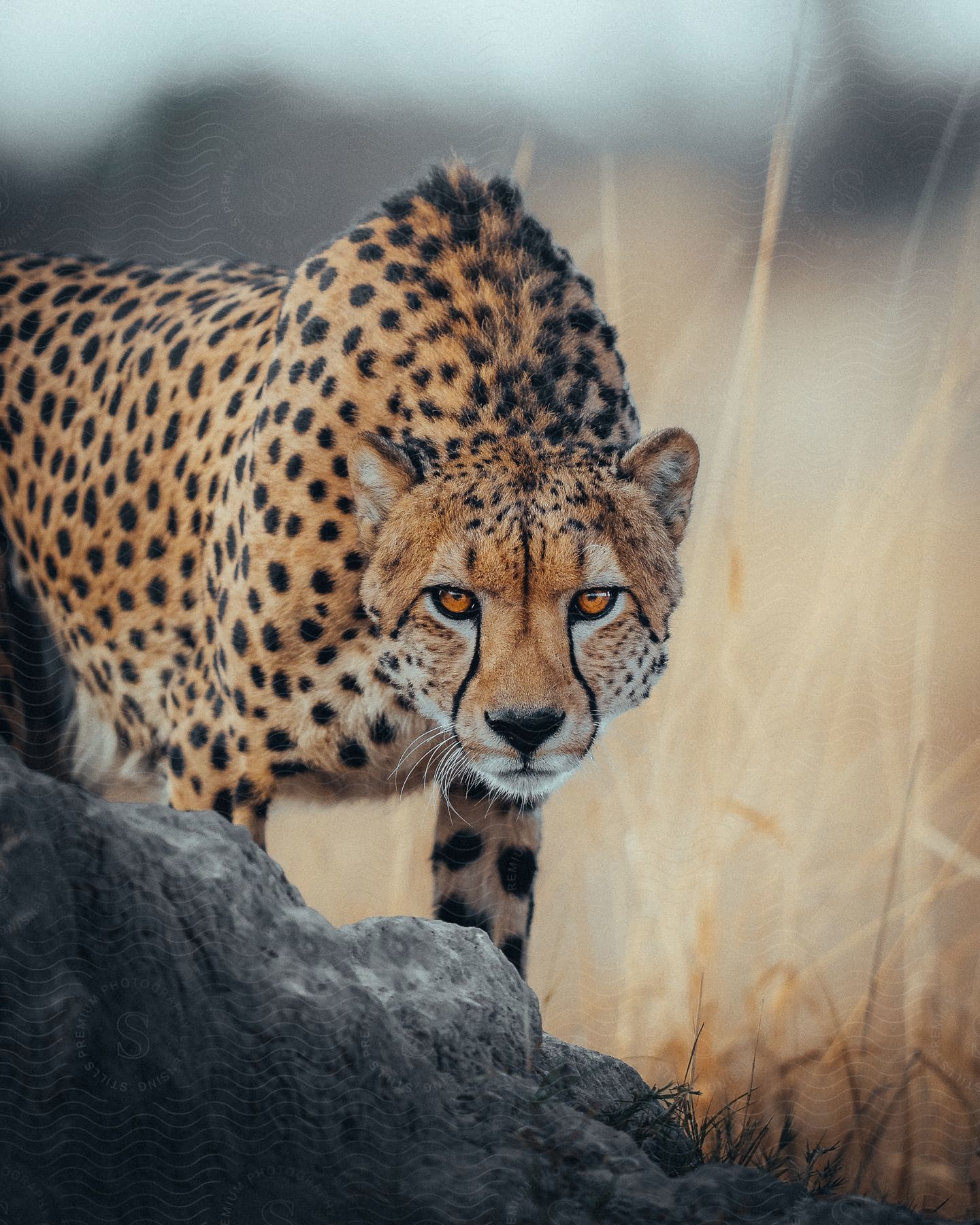 A Cheetah Standing Near Rocks Looking Forward