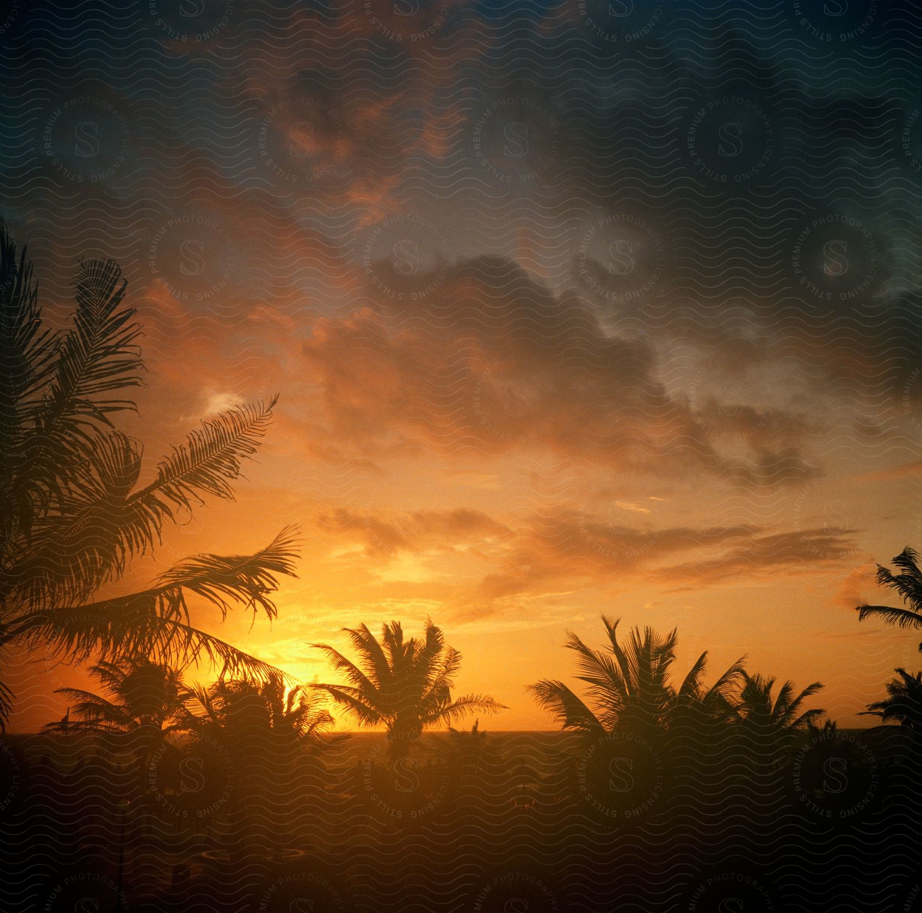 Silhouettes of palm trees standing near houses along the coast under a deep orange sunset sky