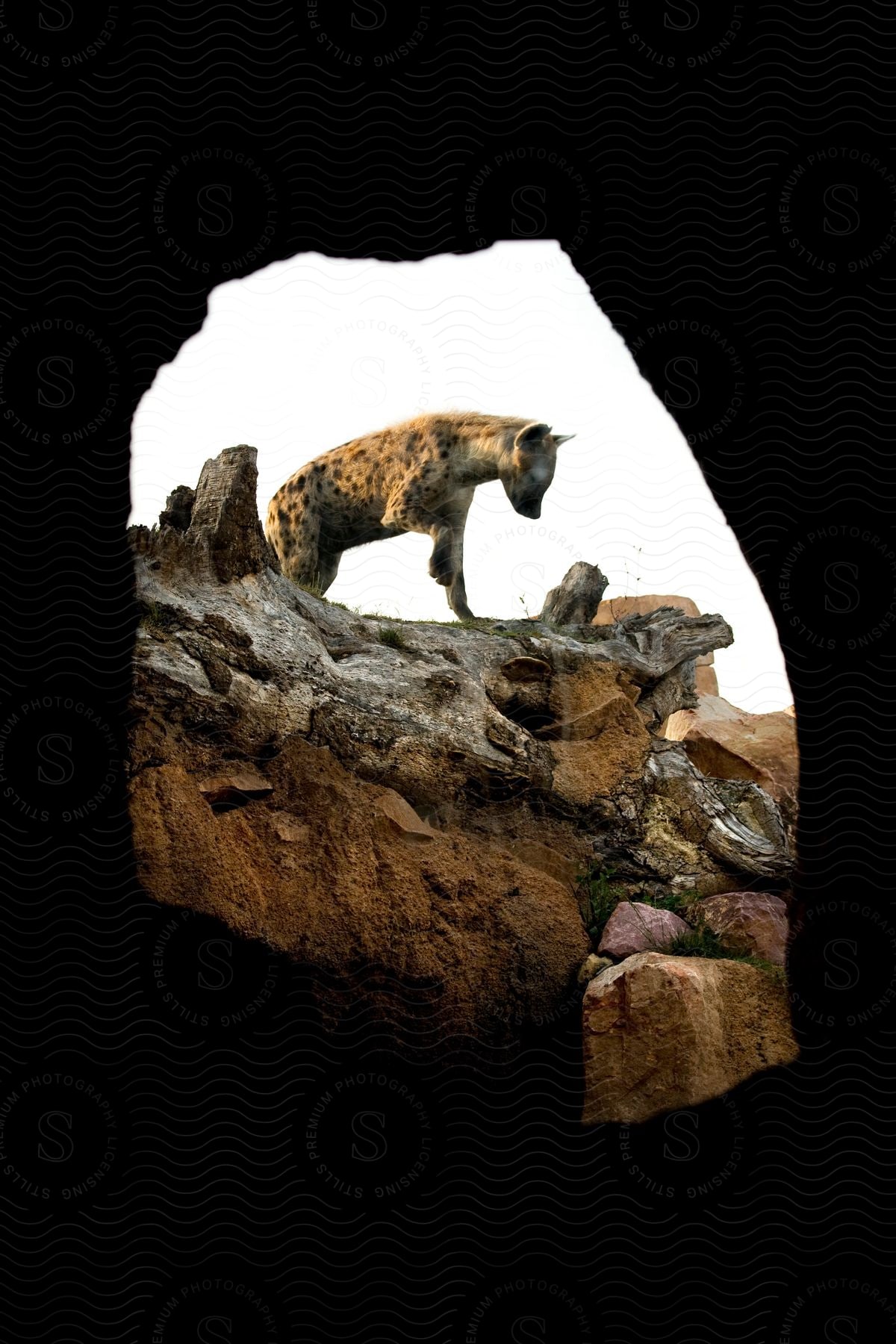A hyena standing on a rocky hill seen from inside a cave