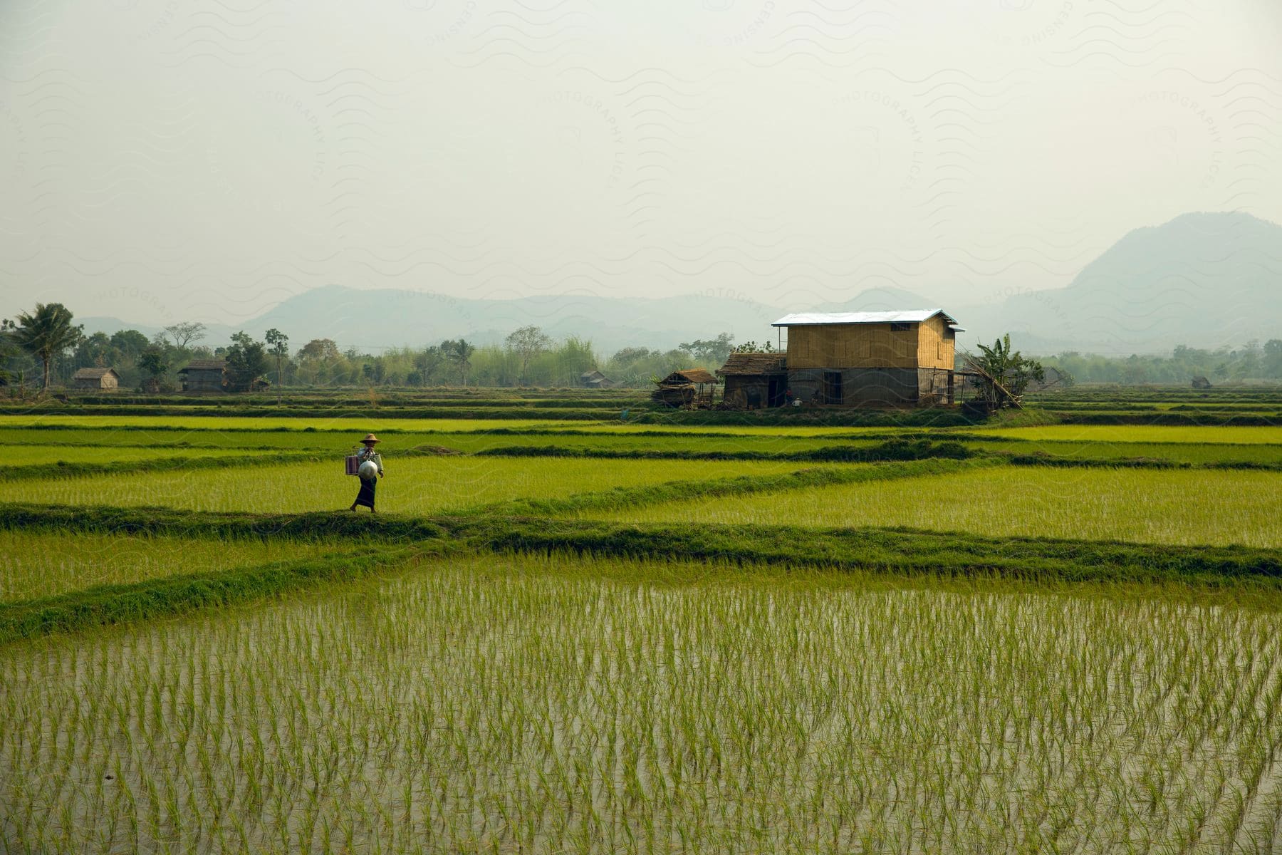 Woman walks between rice fields with farmhouse and misty mountains in the background