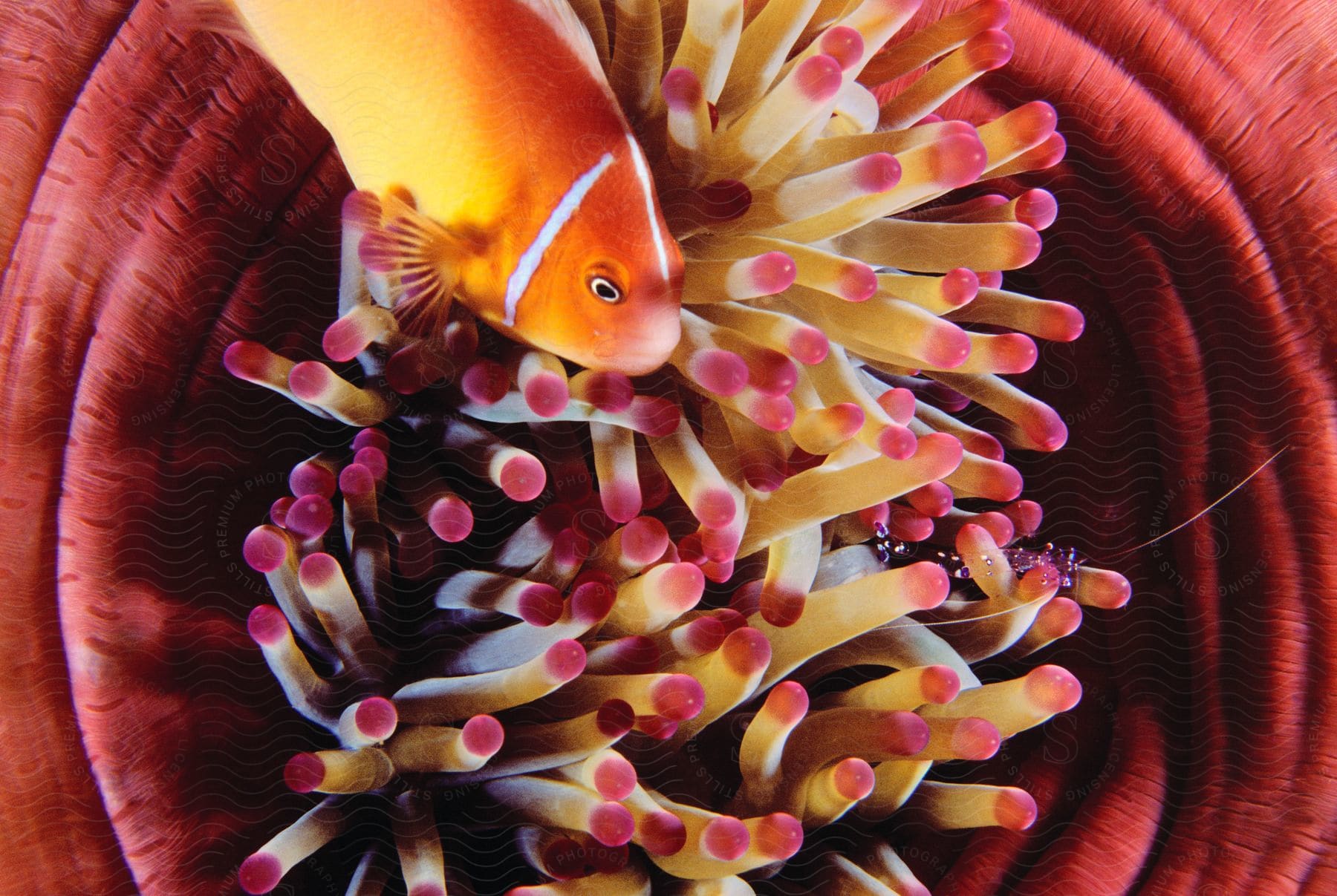 A fish swims up to a sea anemone in the ocean