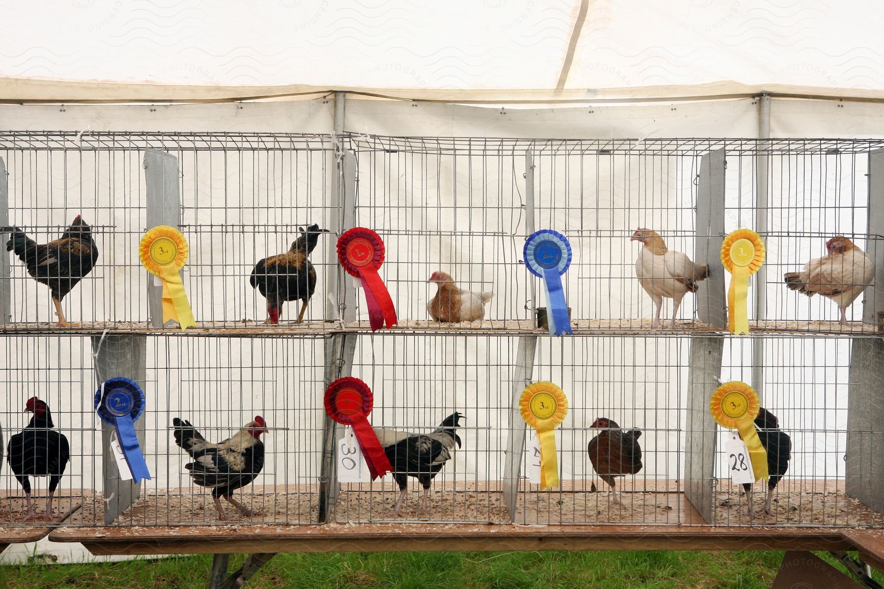 Chickens in wire cages with award ribbons