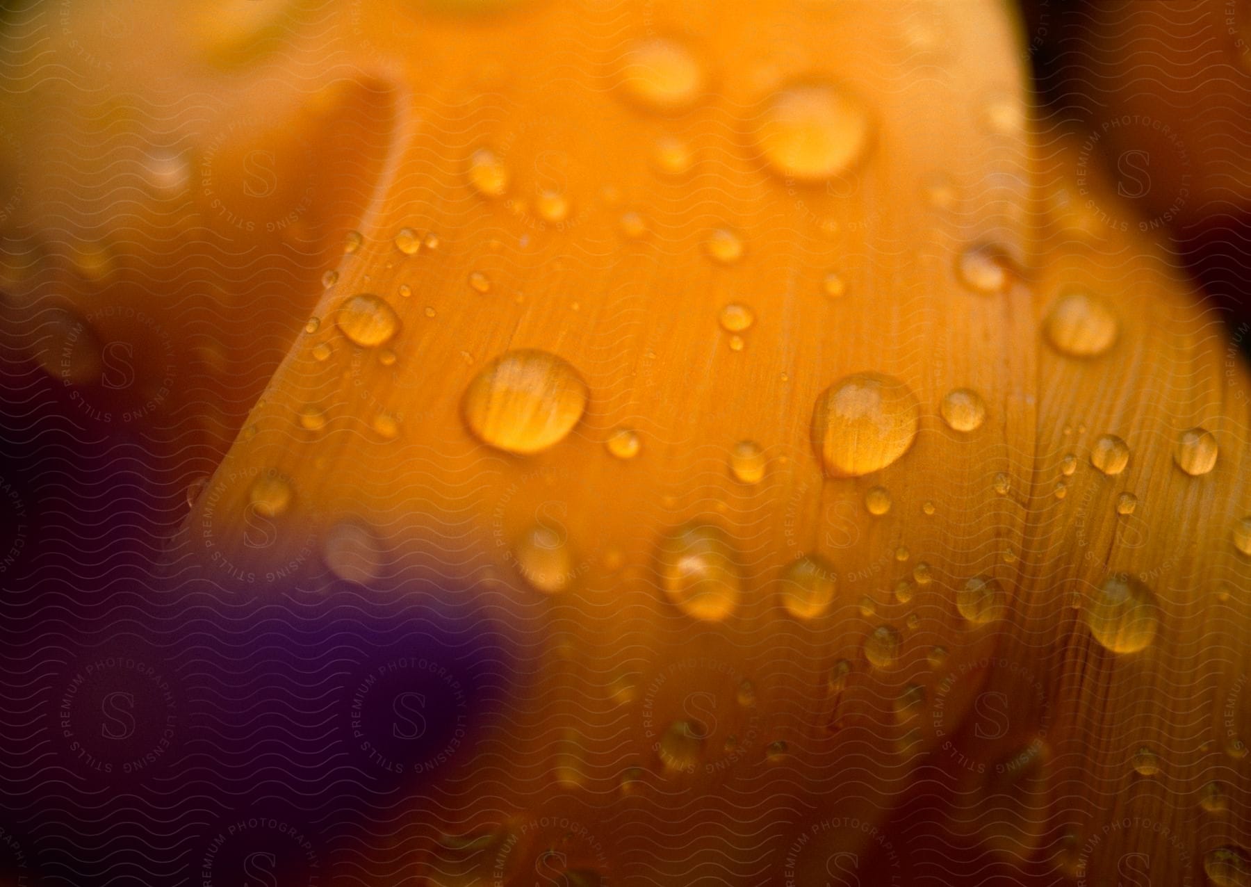 Glistening water droplets on an orange surface