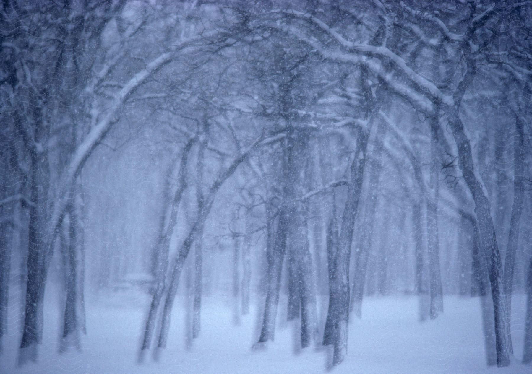 Snow covers the trees in a forest during a blizzard