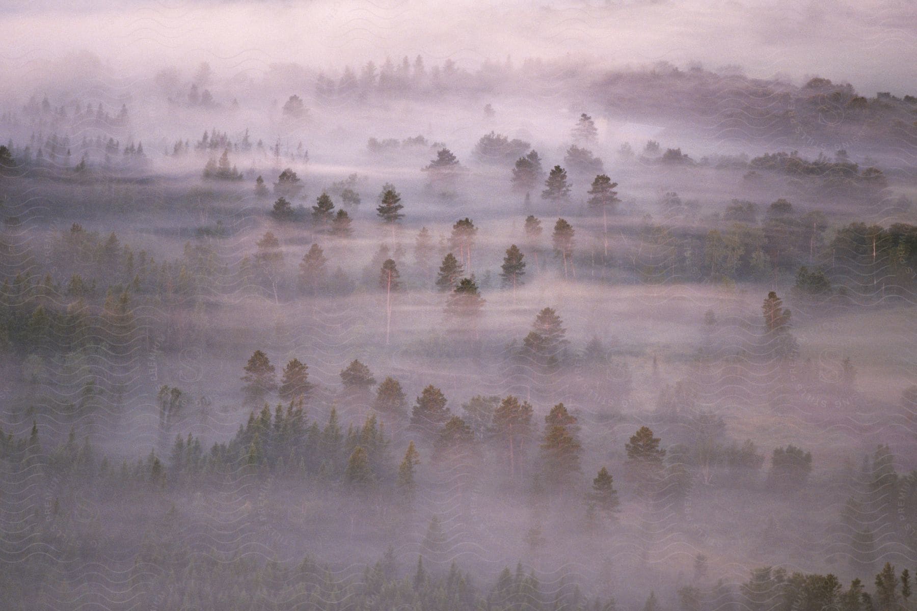 Mist envelops a forest under a cloudy sky