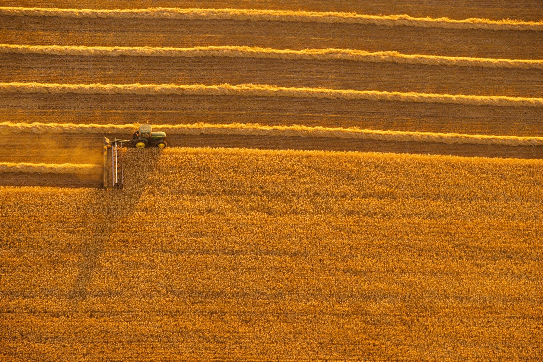 A Green Tractor Is Harvesting Bright Golden Grain In A Field On A Sunny Day