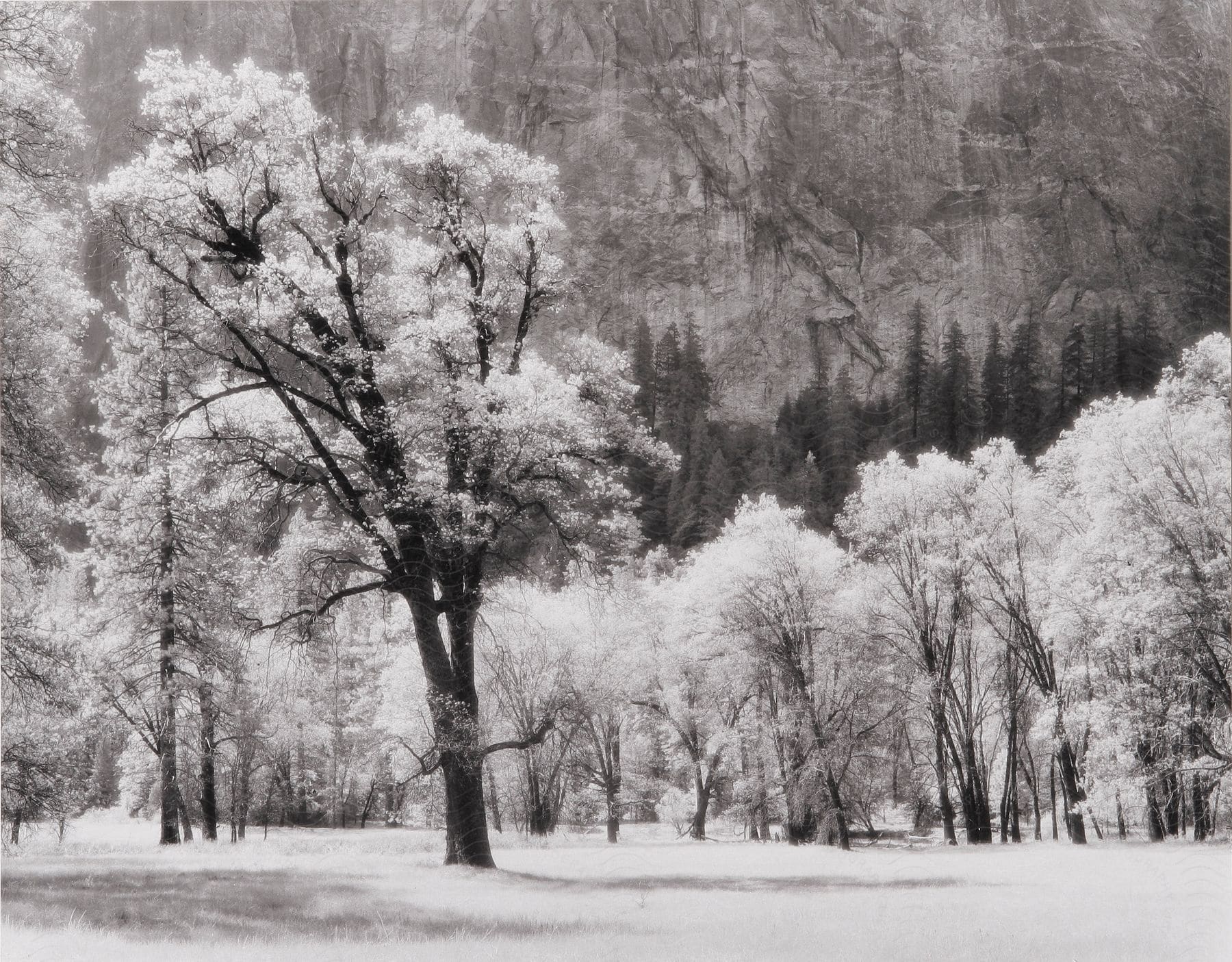 A snowy forest with a lone mountain in the background