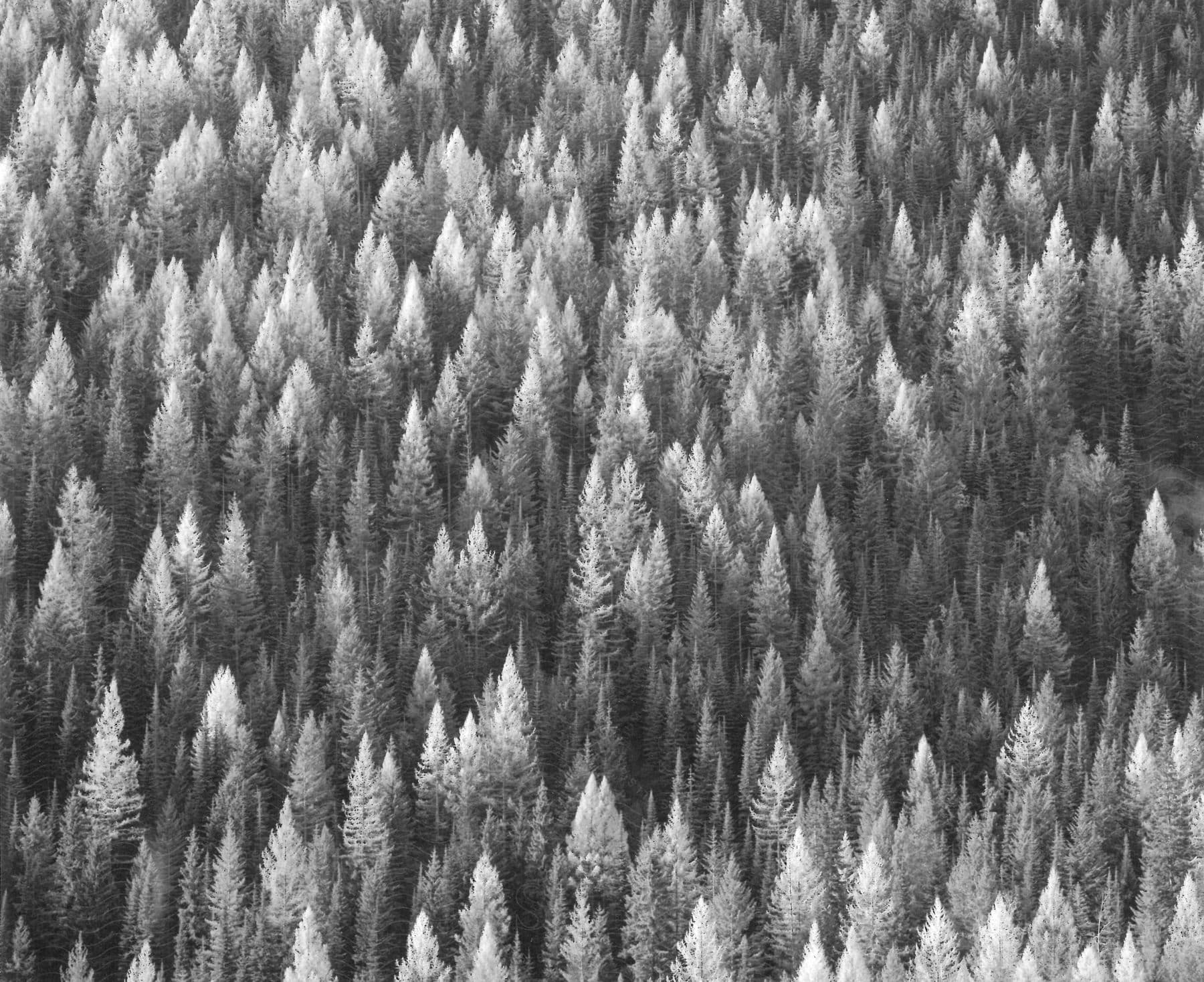 Aerial view of a black and white forest