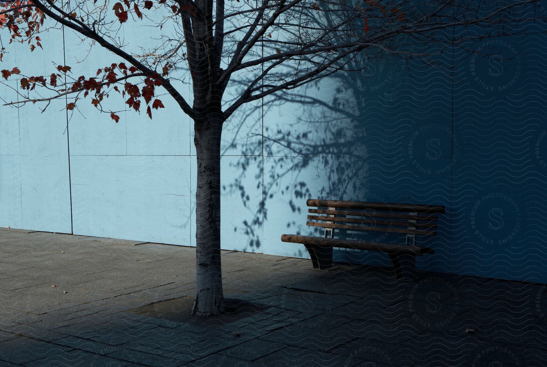 A bench is seen in front of a wall and behind a tree