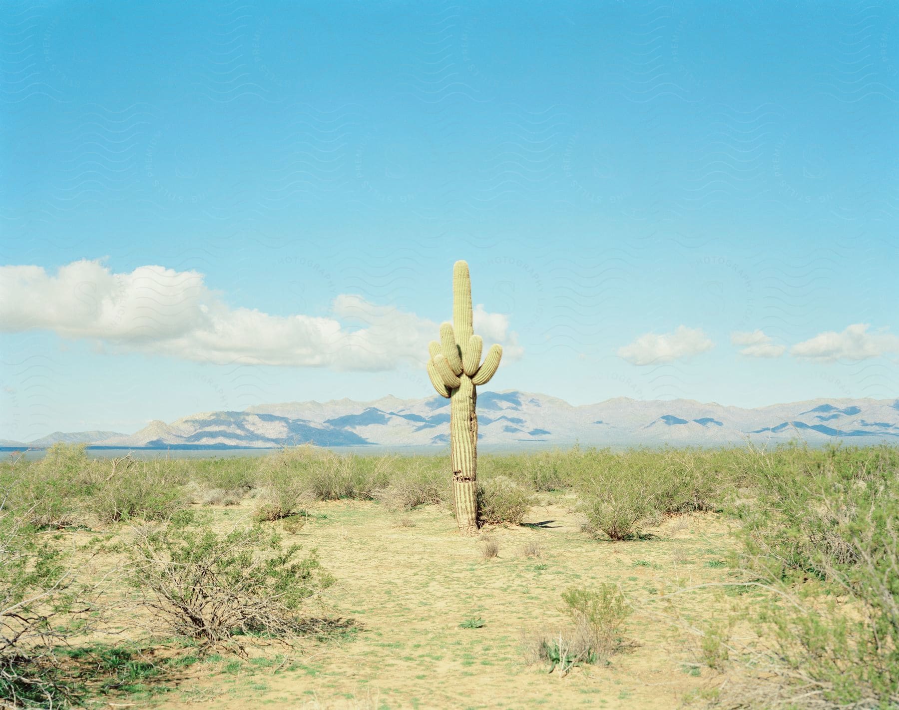 A tall cactus in the desert with desert plants and a clear blue sky with white clouds