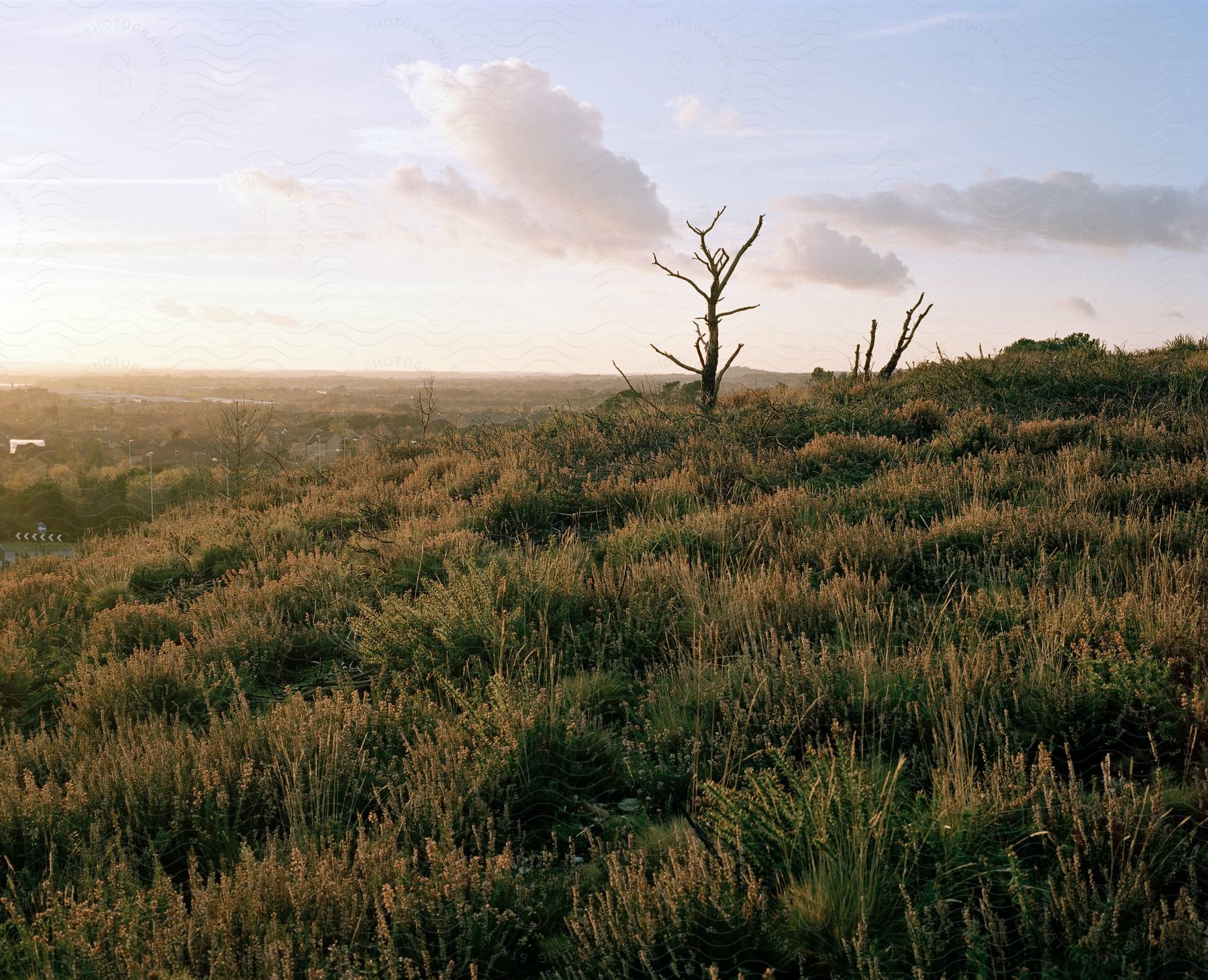 A grassy plain natural landscape at sunset with a clear sky and clouds