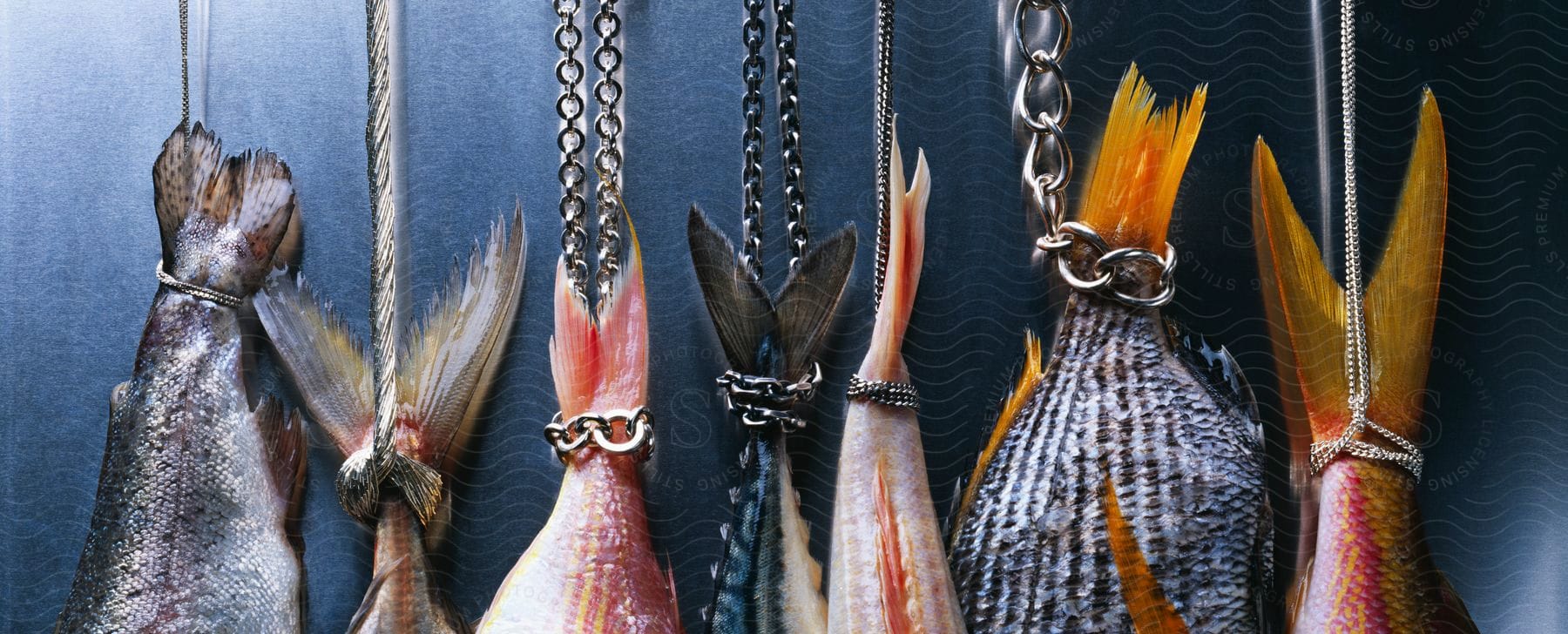 Closeup photography of seven different fish hanging by their caudal fins with chains and jewelry