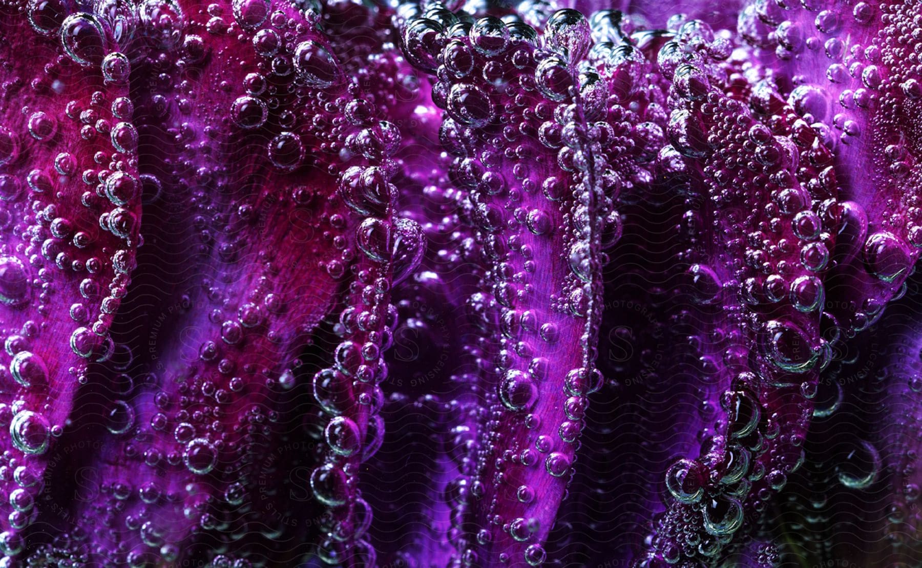 A closeup view of purple flower petals covered in water bubbles