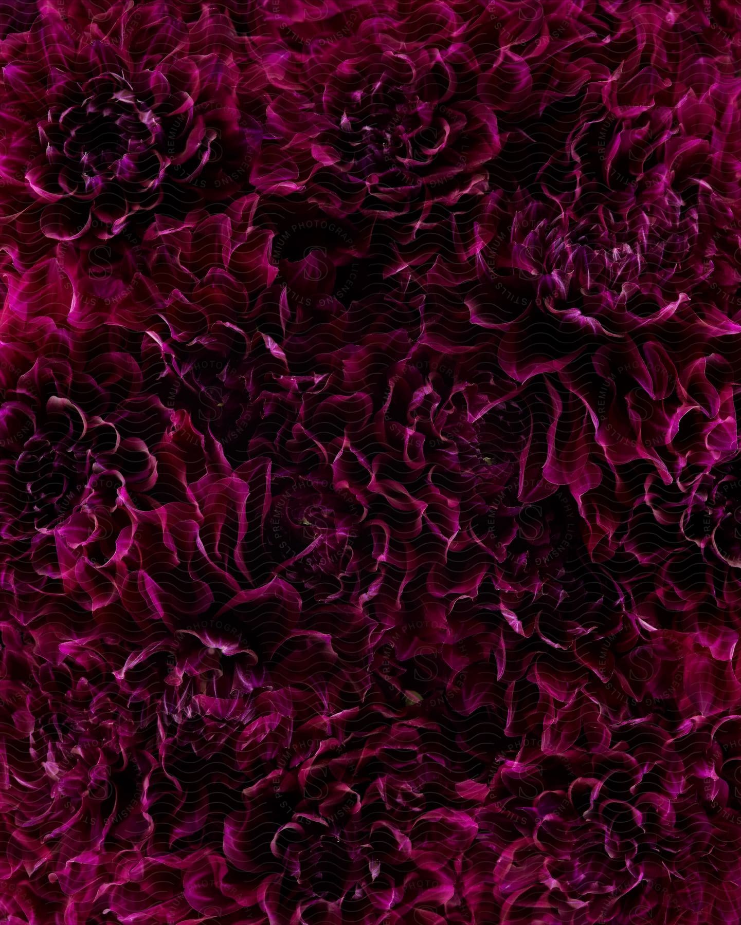 Deep purple rosettes bunched together in a closeup top perspective