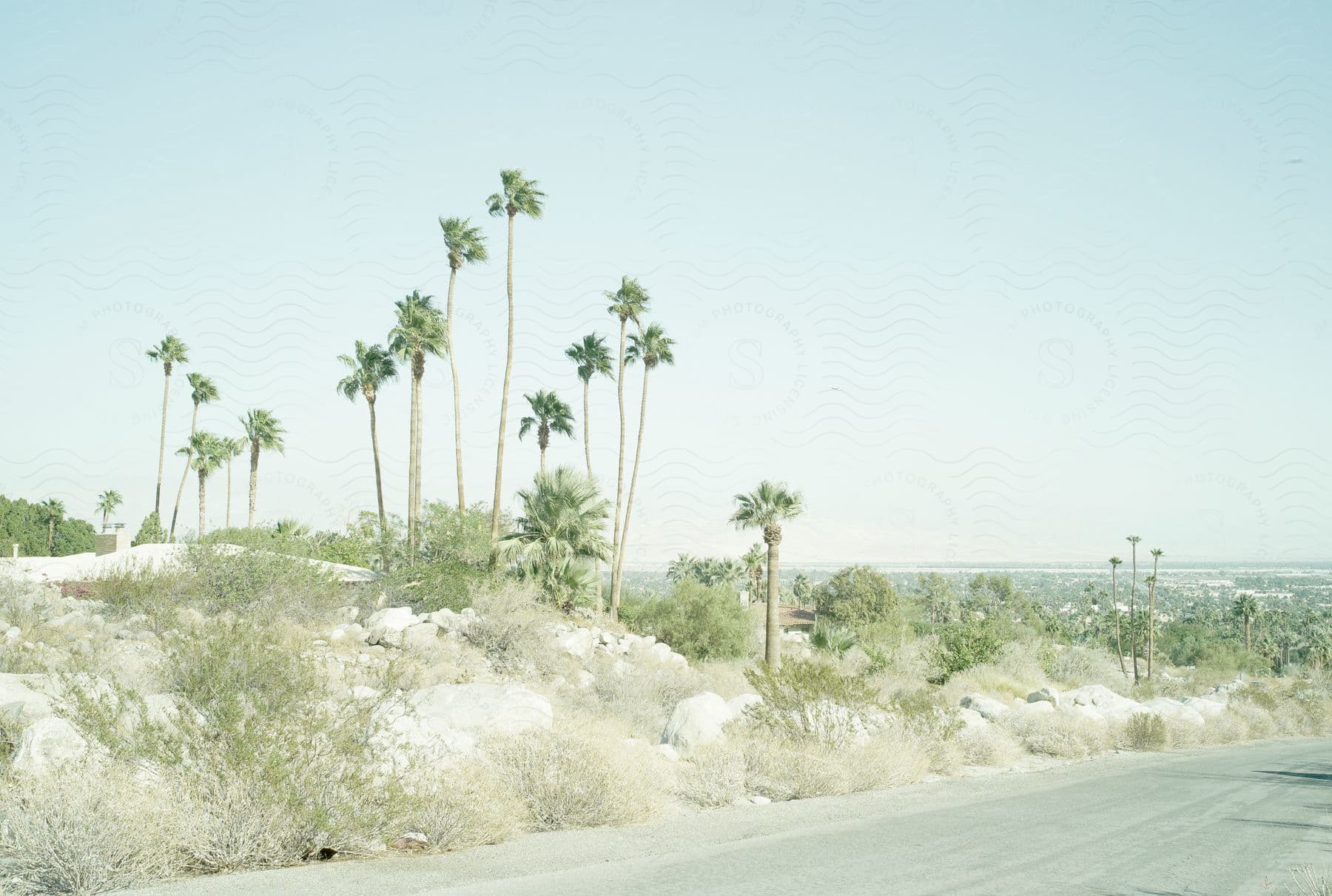 Stock photo of a serene road lined with trees in a natural landscape