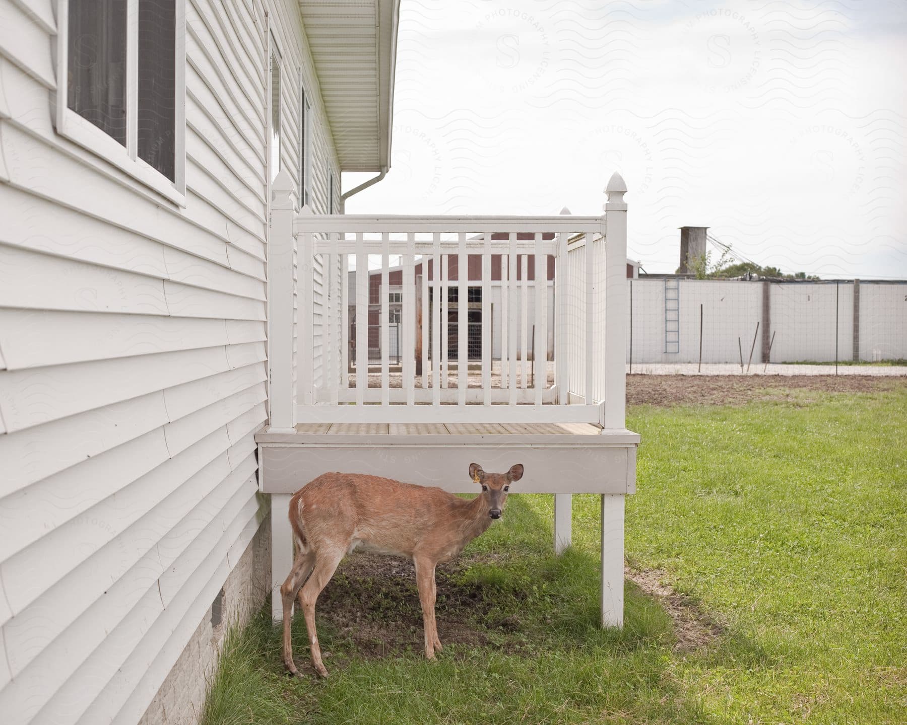 A fawn stands next to a house with white siding