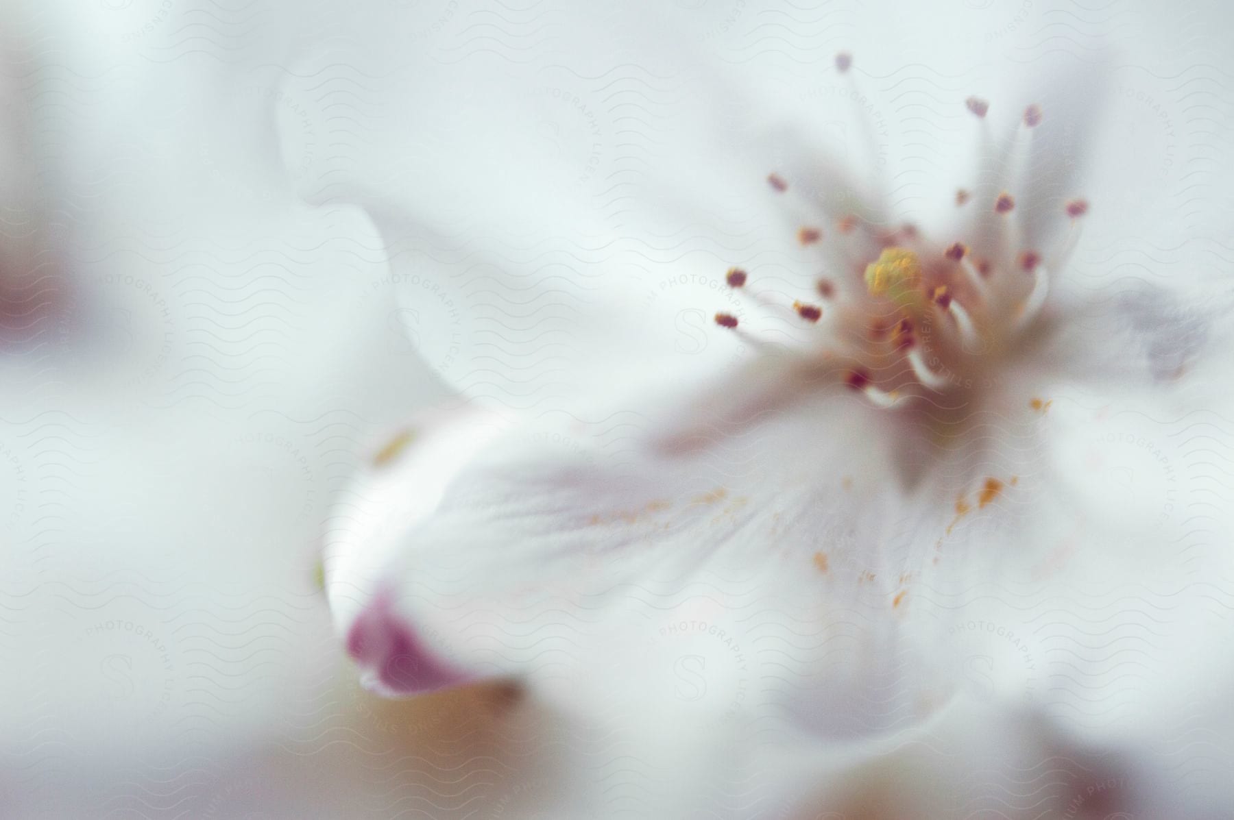 A neutral flower with petals and anthers