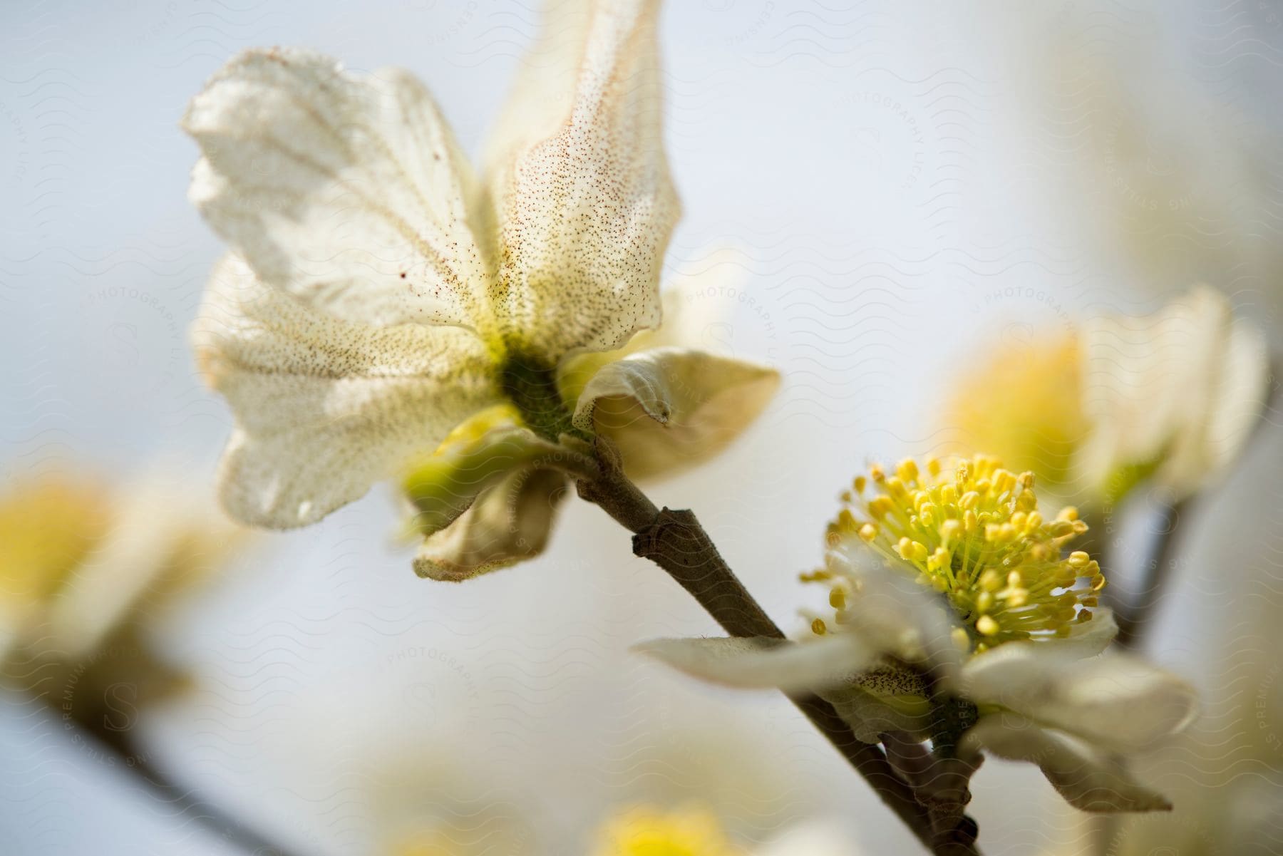 Close up shot of a white and yellow flower on a branch