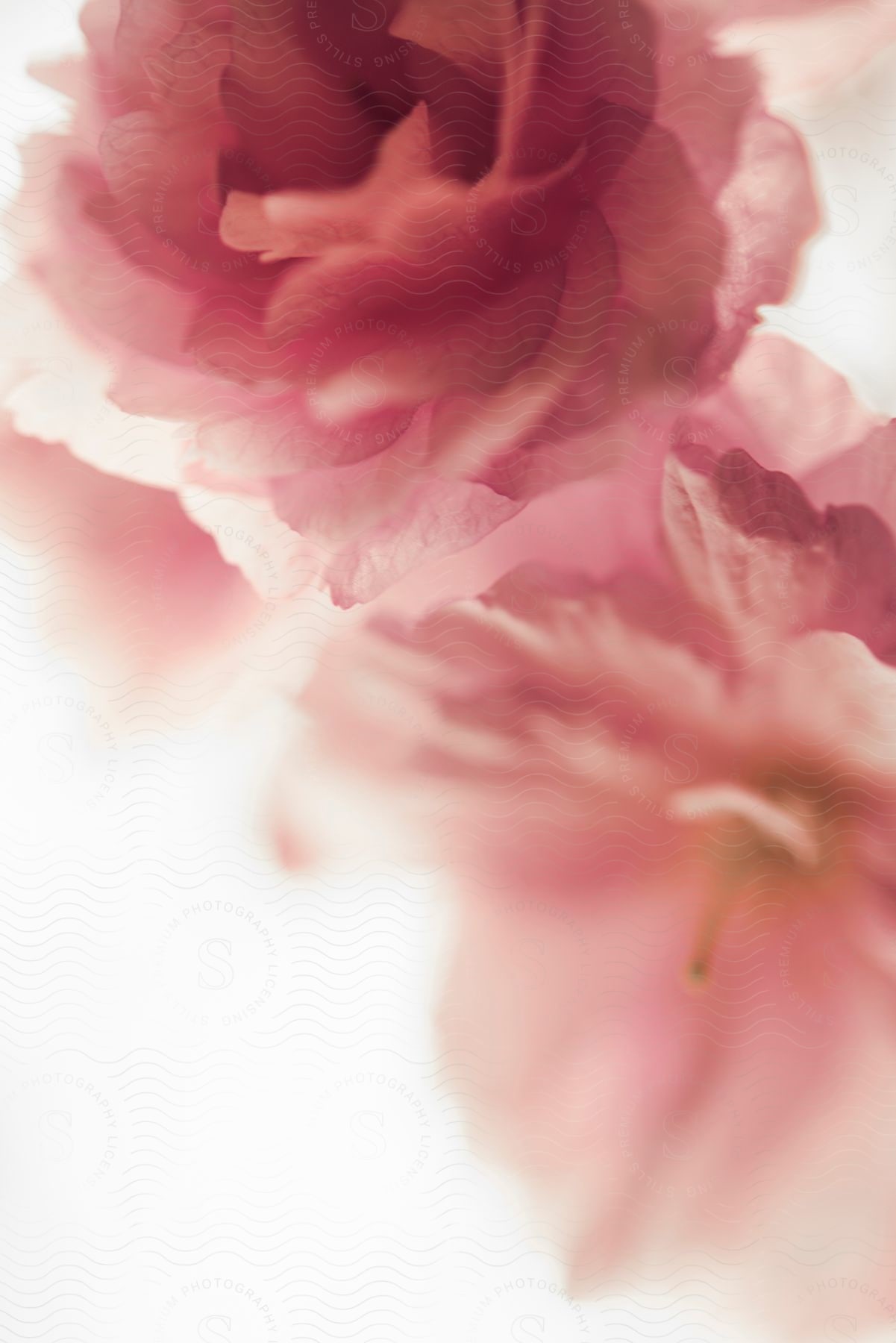 Large pink roses painted on a white canvas