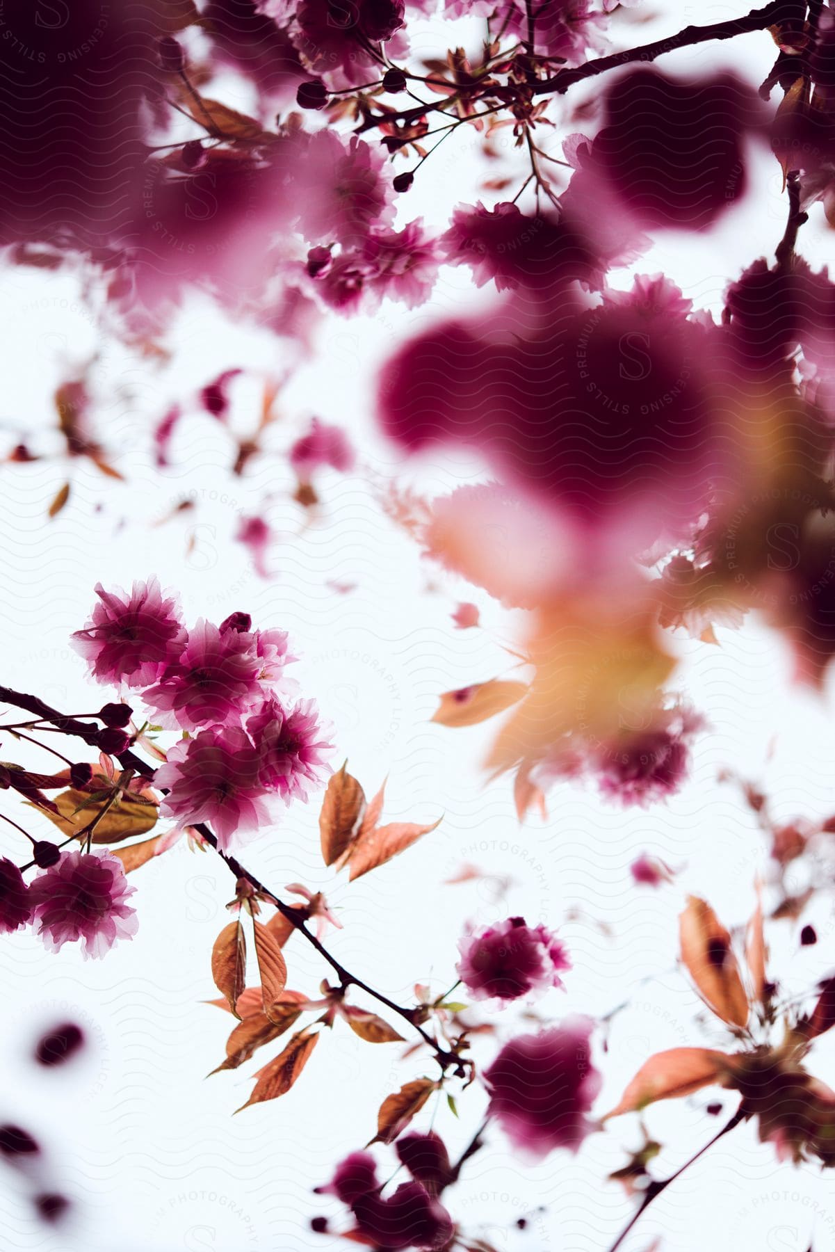 Flowers and leaves and branches under a sunny sky