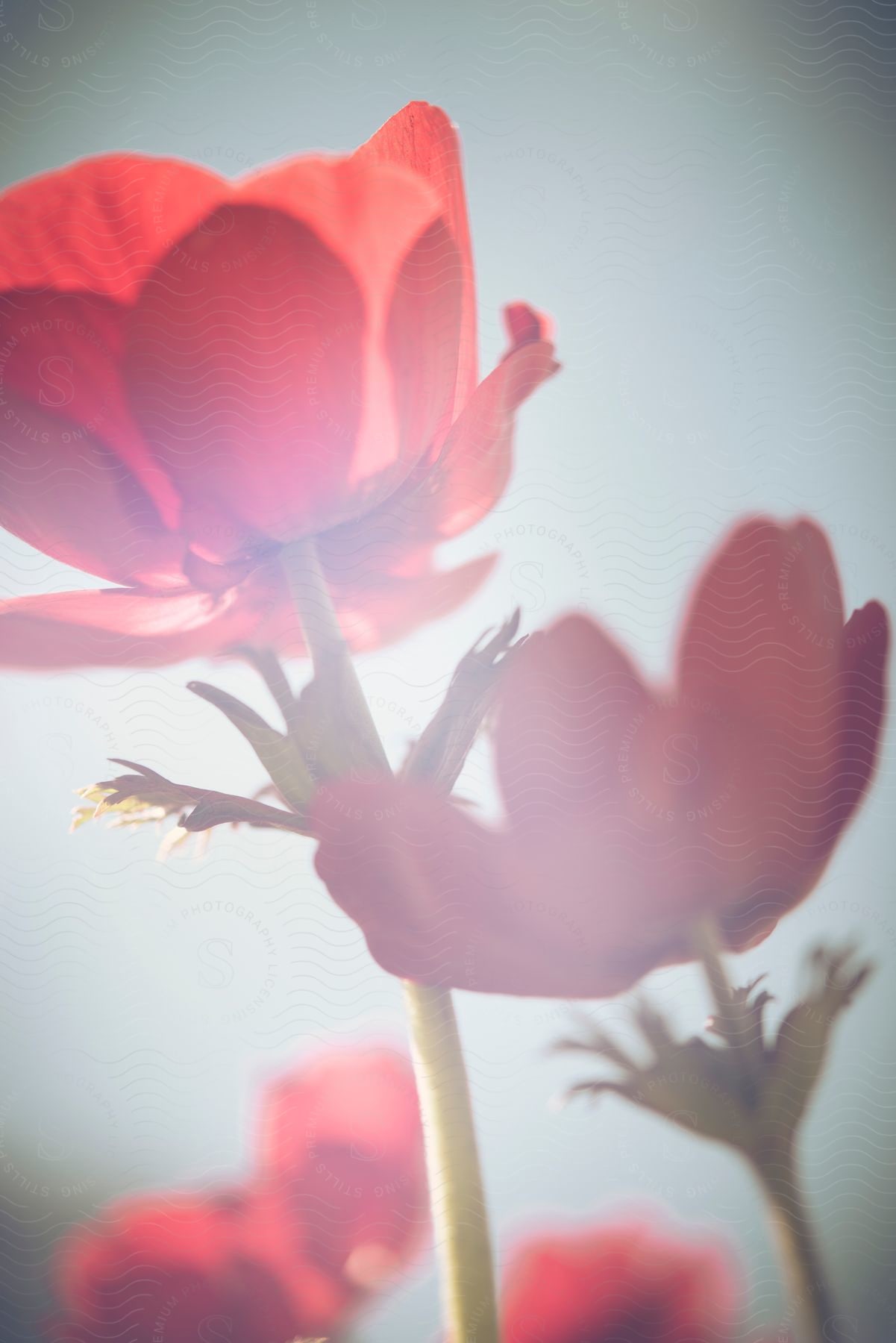 A pink flower with petals in a garden