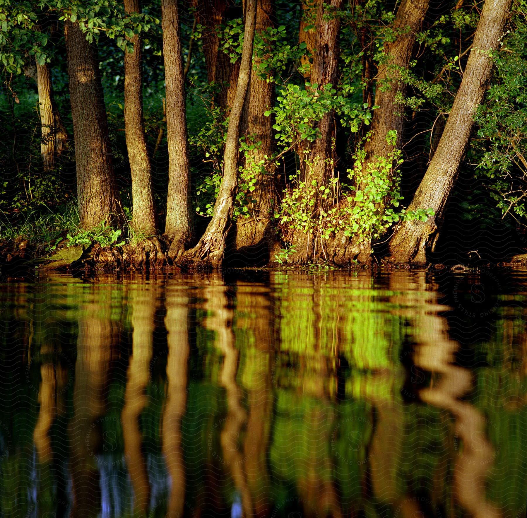 Trees in a forest are reflecting on the body of water