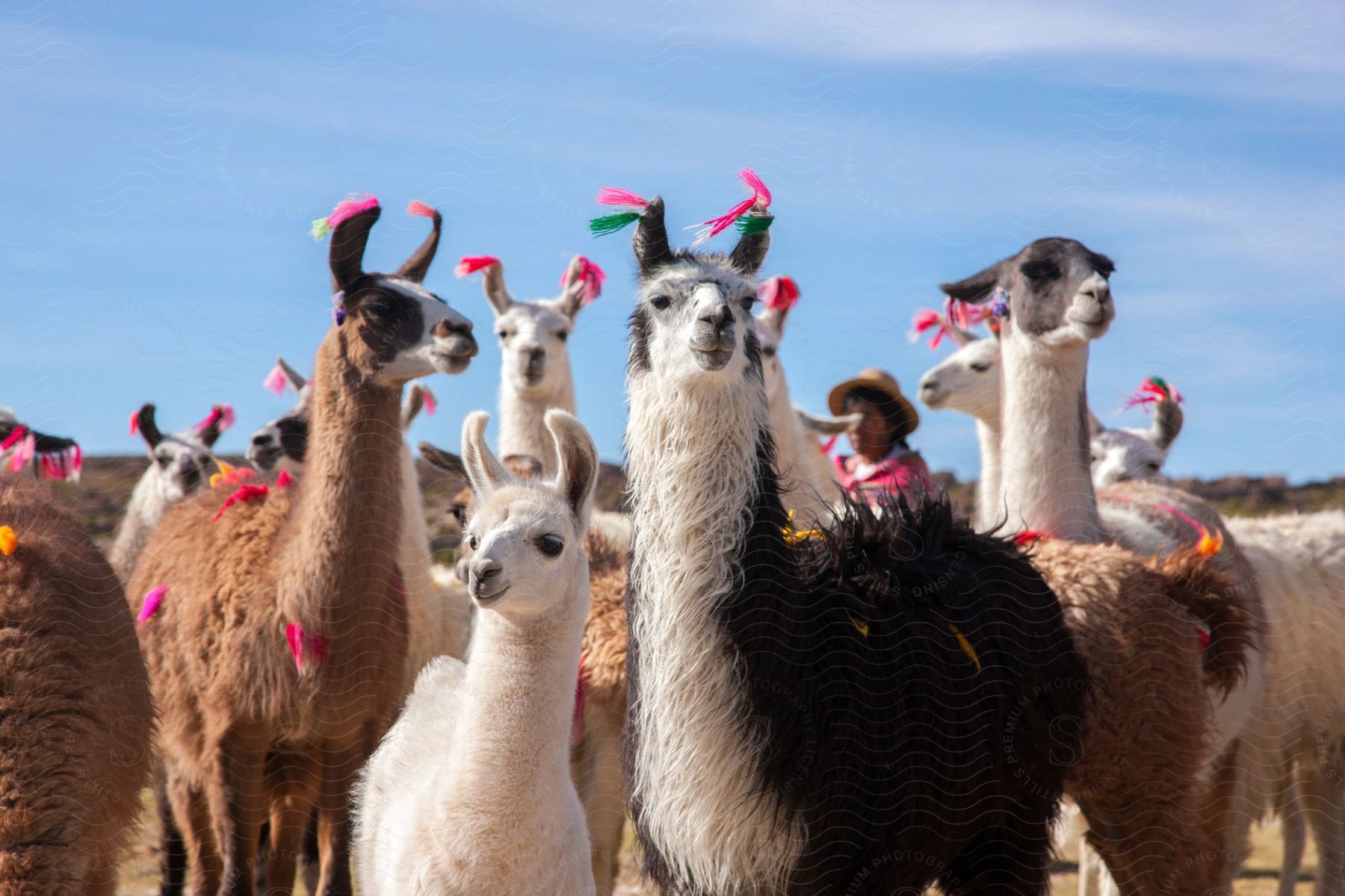 Several llamas with green and pink ribbons on their ears stand under a blue sky