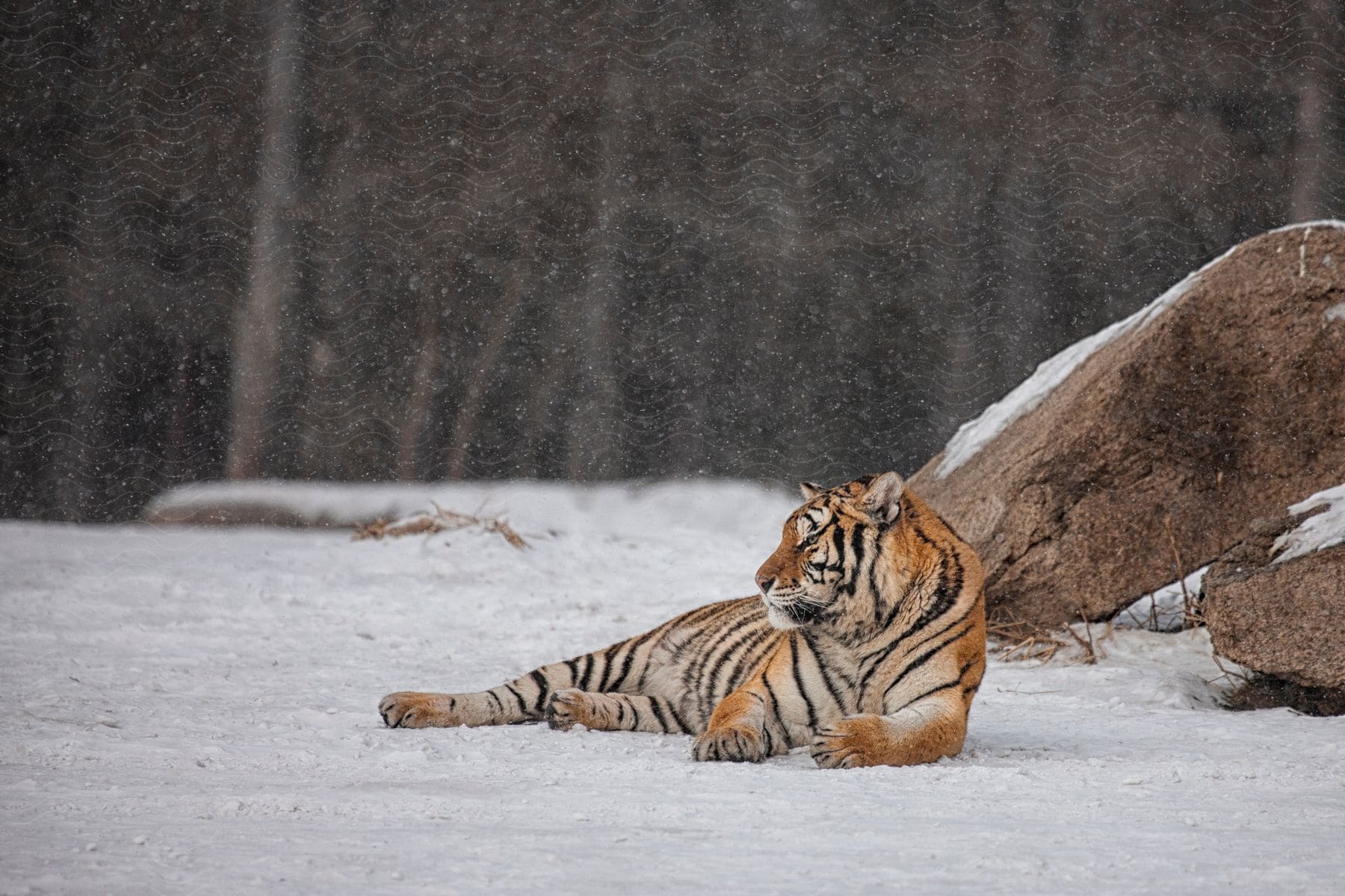 A tiger is resting outdoors in winter