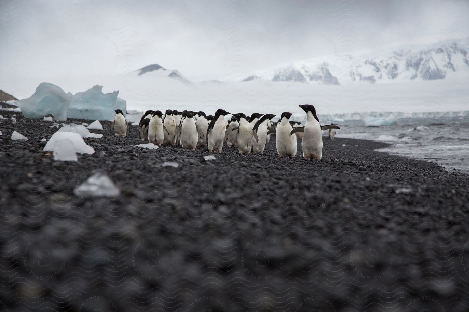 A group of penguins walking in the arctic landscape