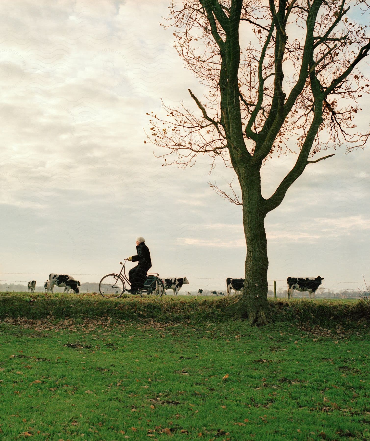 An elderly man rides a bicycle next to cows on a farm with a dry tree behind him