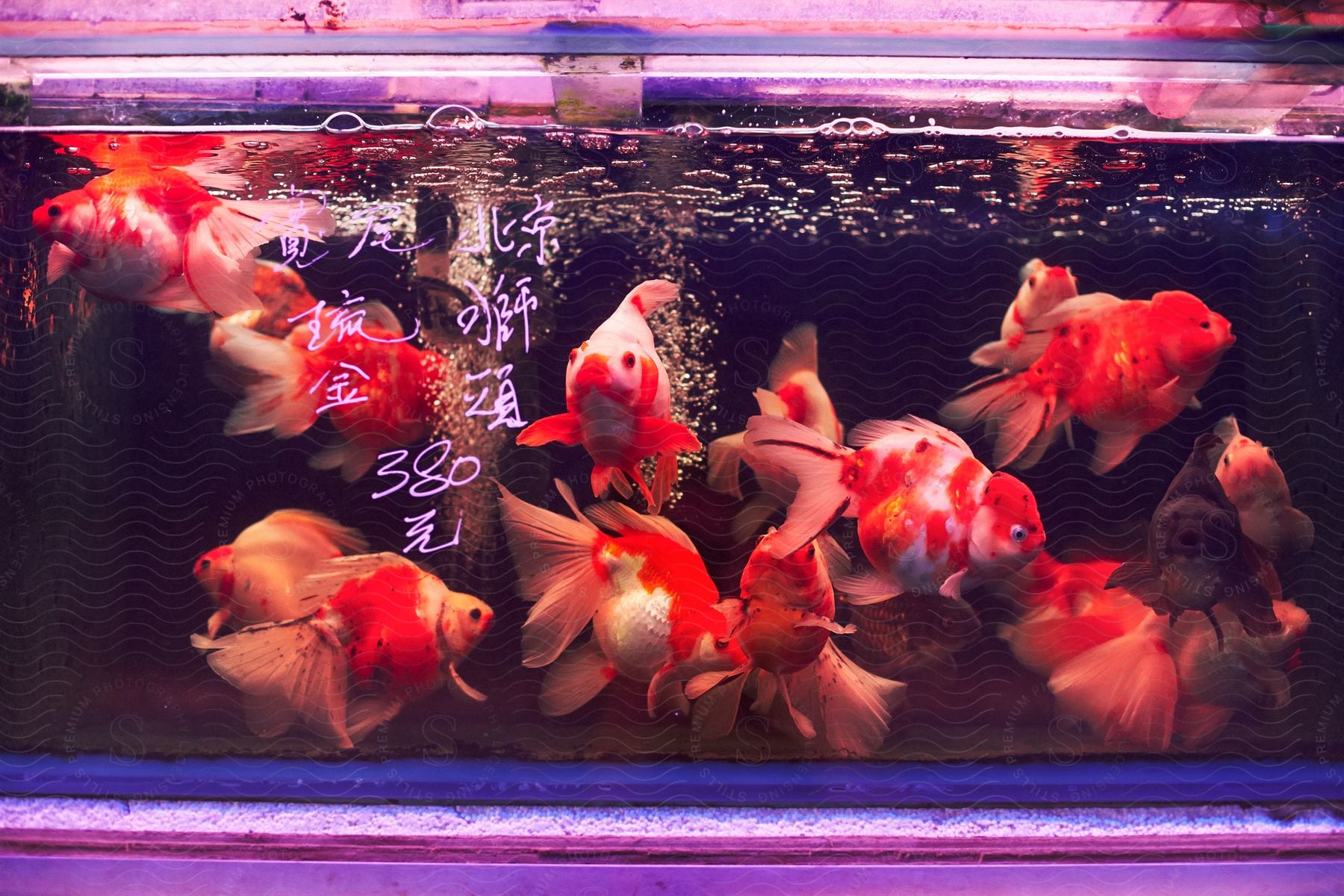 Ryukins swimming in a fish tank