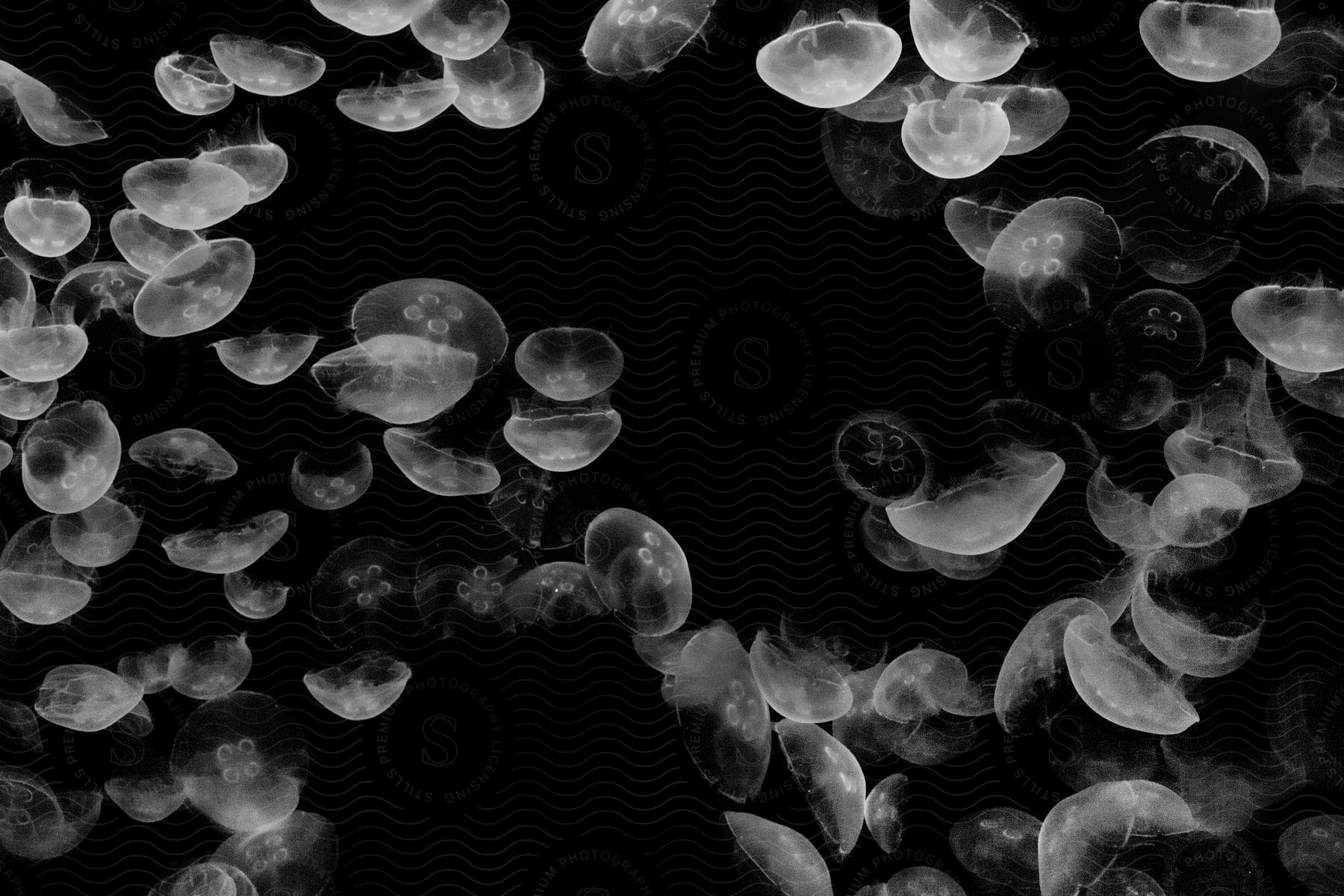 A group of jellyfish swimming underwater