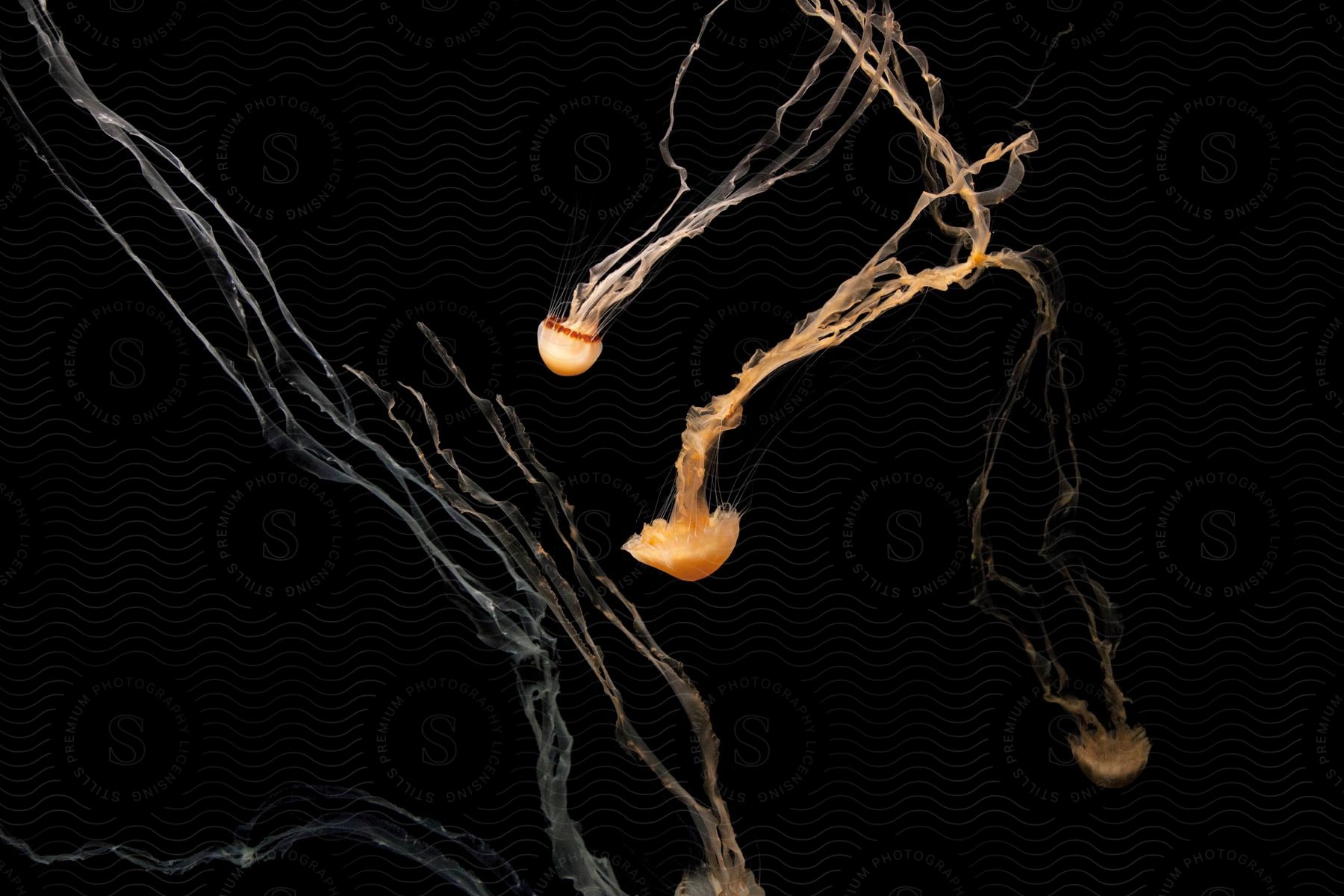 Several small jellyfish are seen before a black background