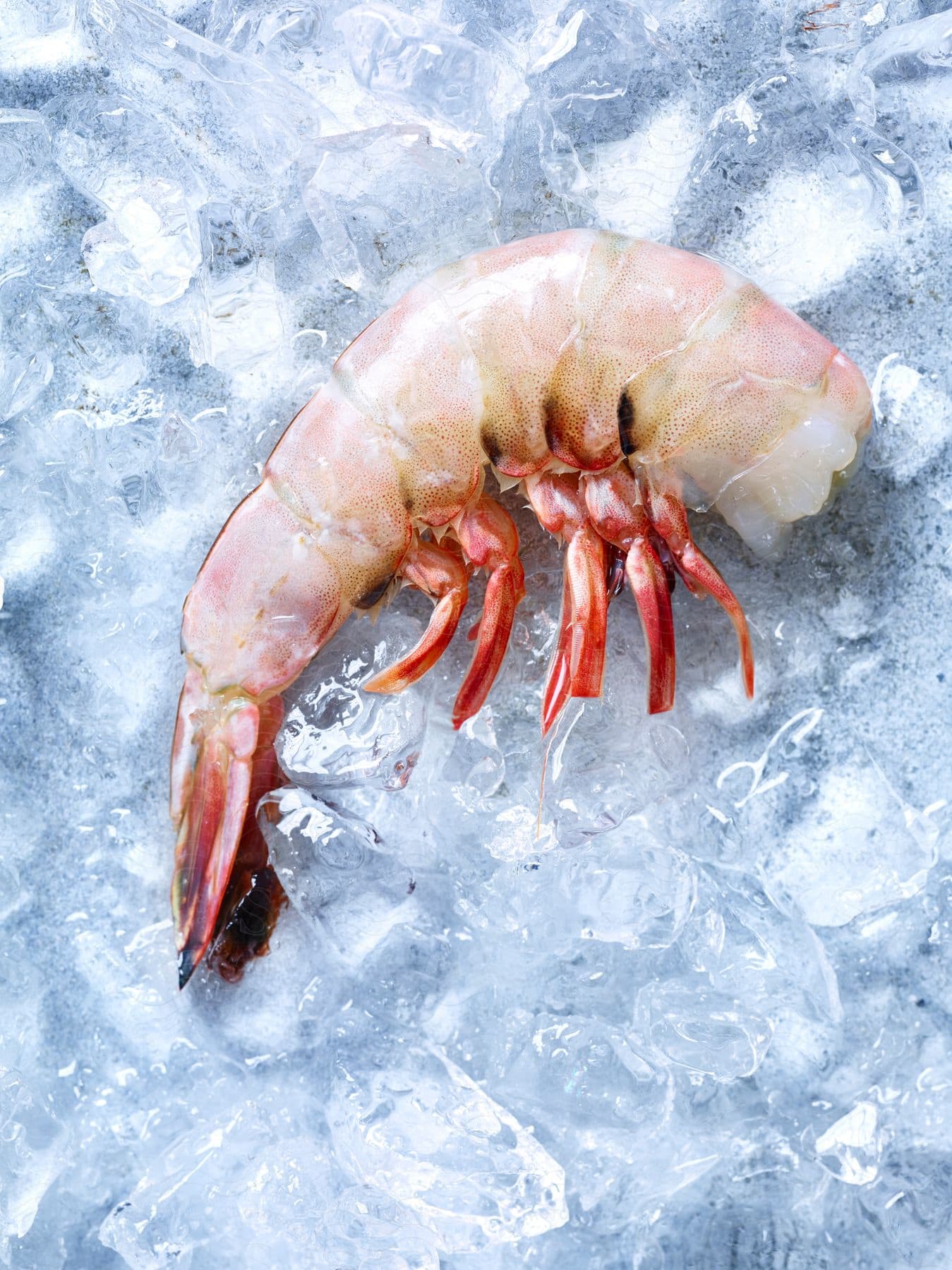 A shrimp on ice