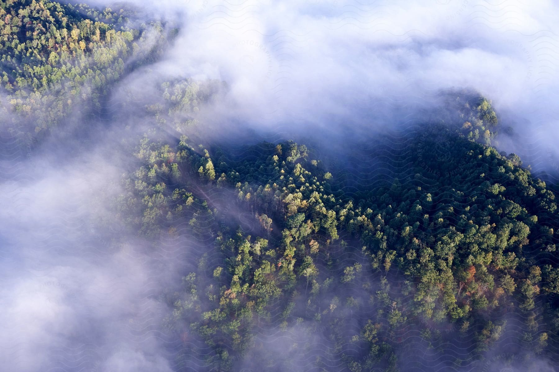 Aerial view of a natural landscape with trees and fog