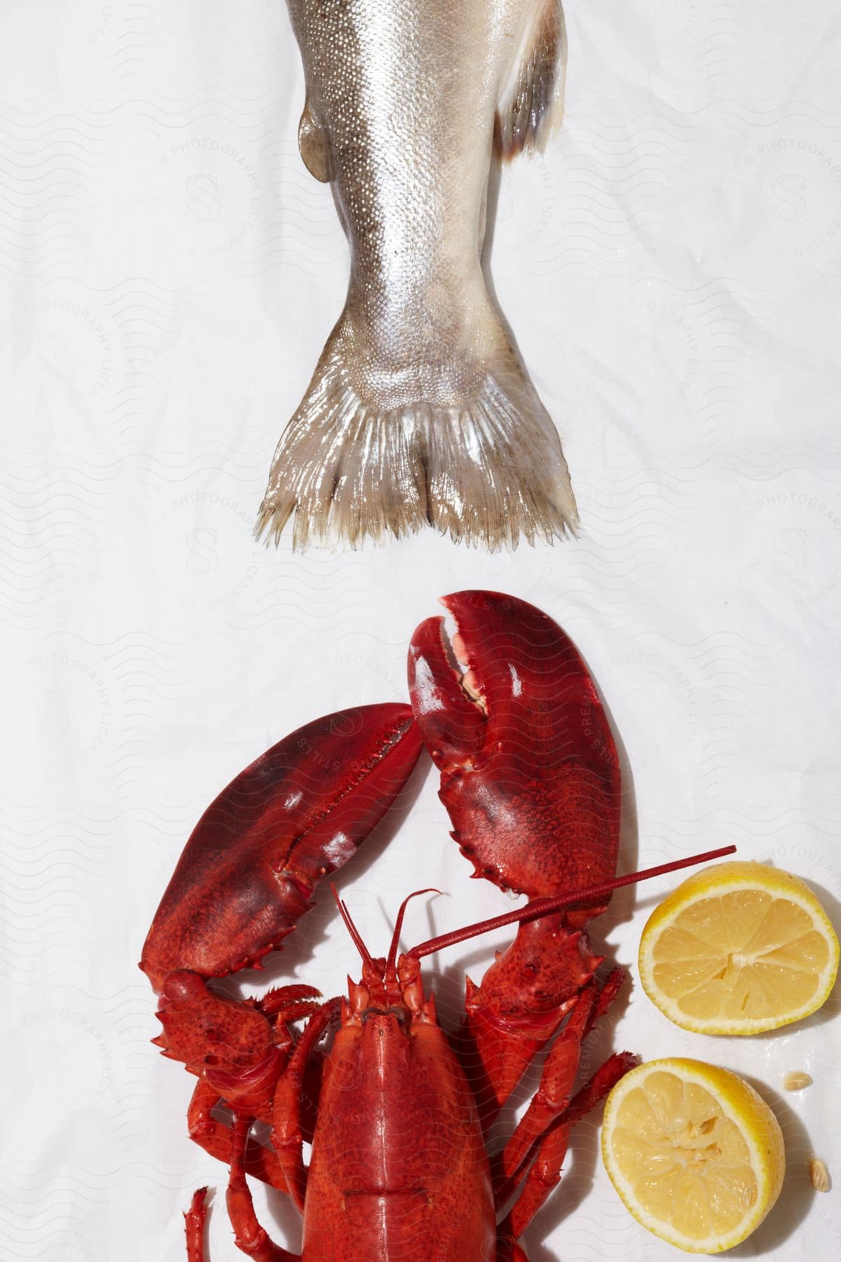 Close up of american lobster fish tail and lemons