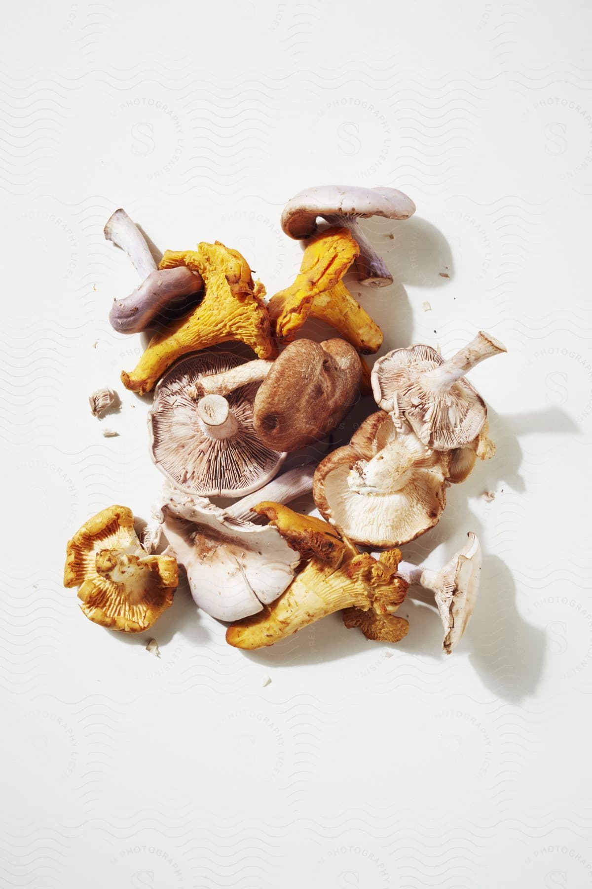 Several dried mushrooms used as an ingredient in cuisine