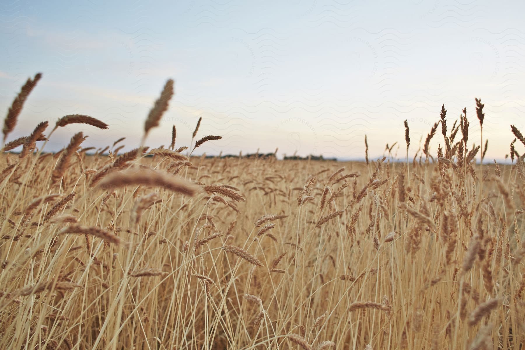 A wheat field ready for harvest under blue skies