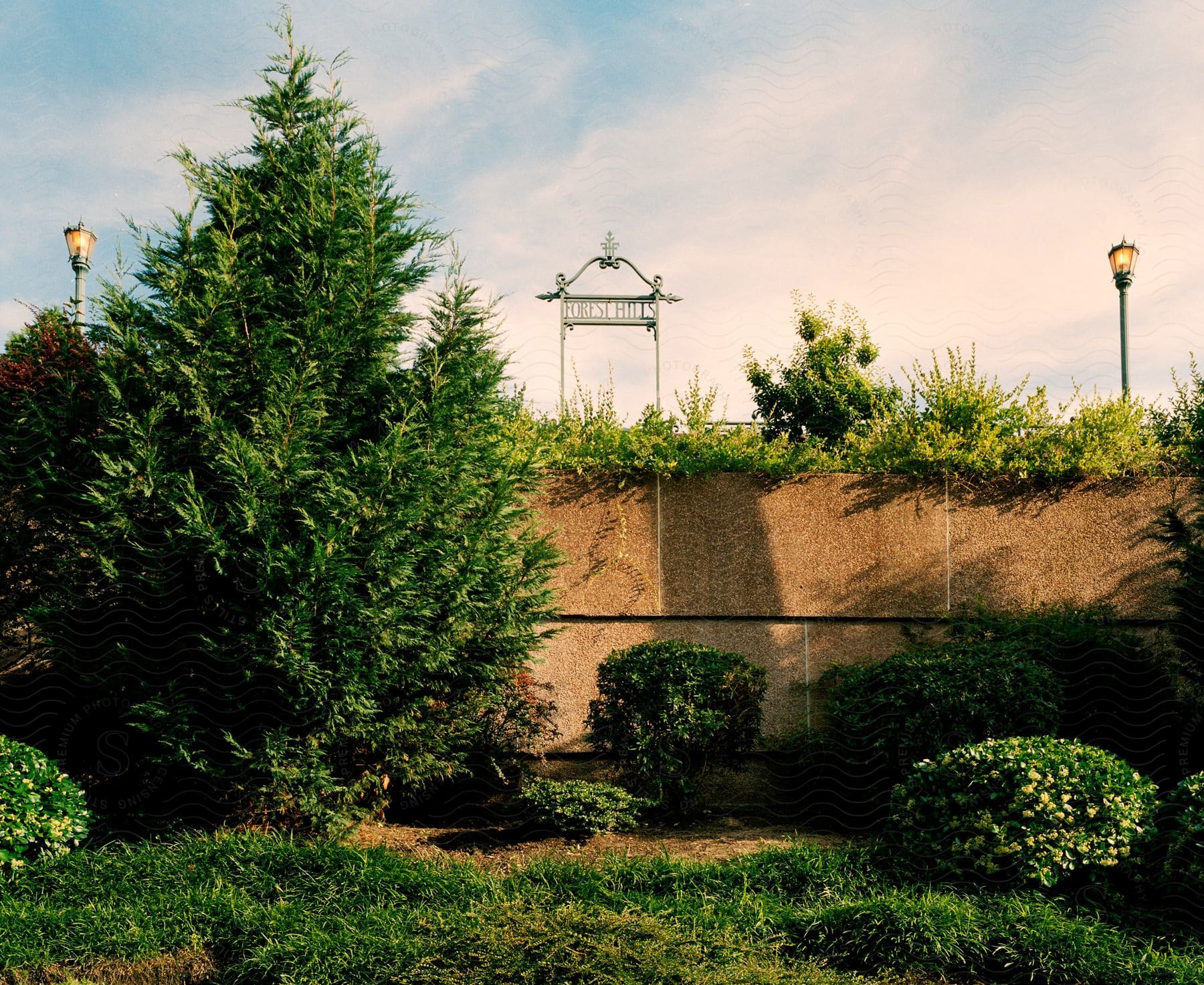 A backyard with lush green grass and a small tree near a fence