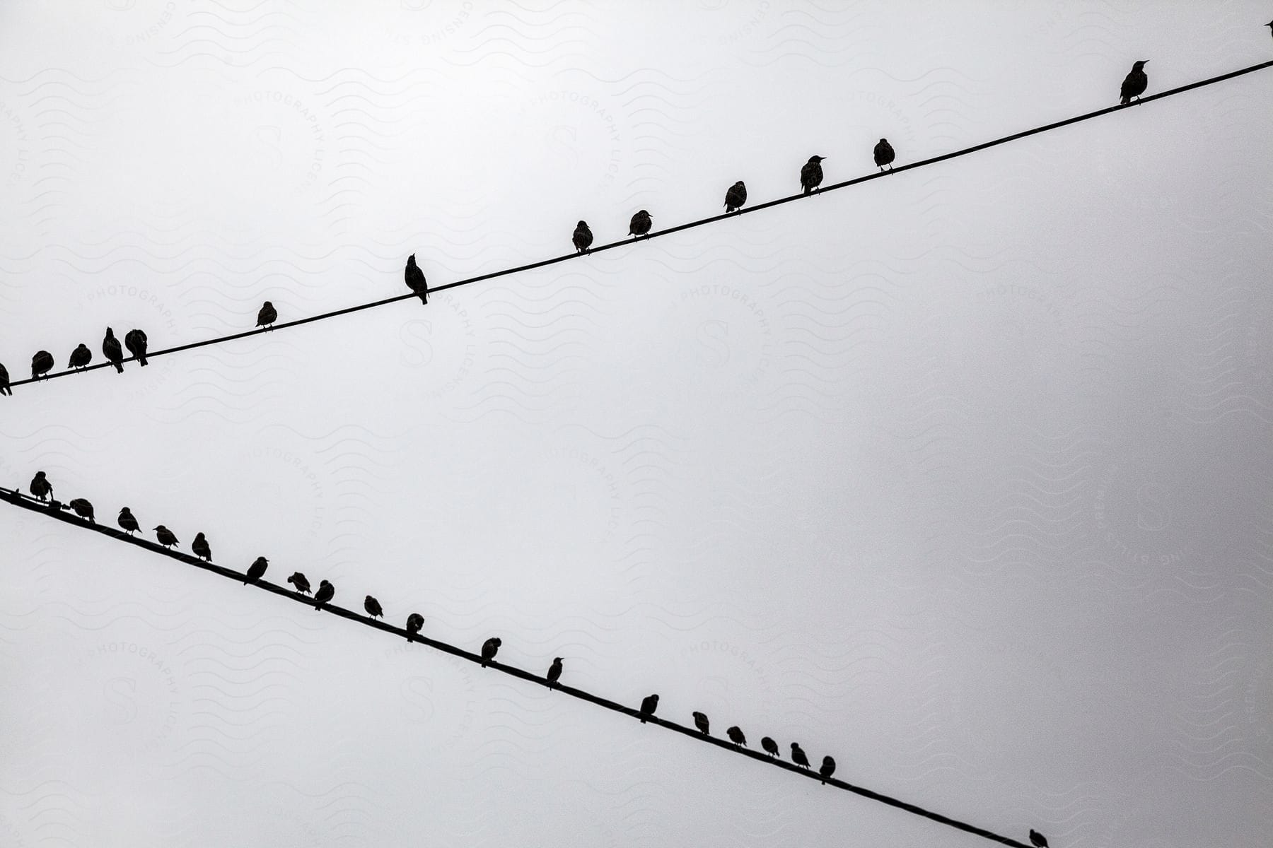 A group of birds sitting on two electrical wires