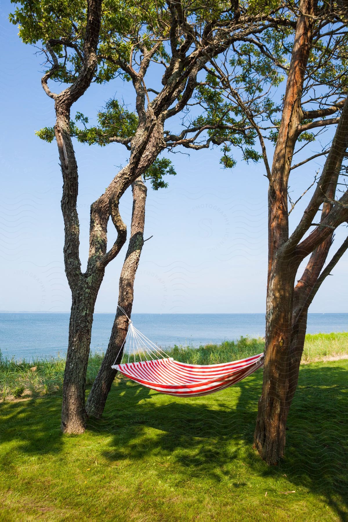 A hammock hanging between two trees on a hill near the sea on a sunny day